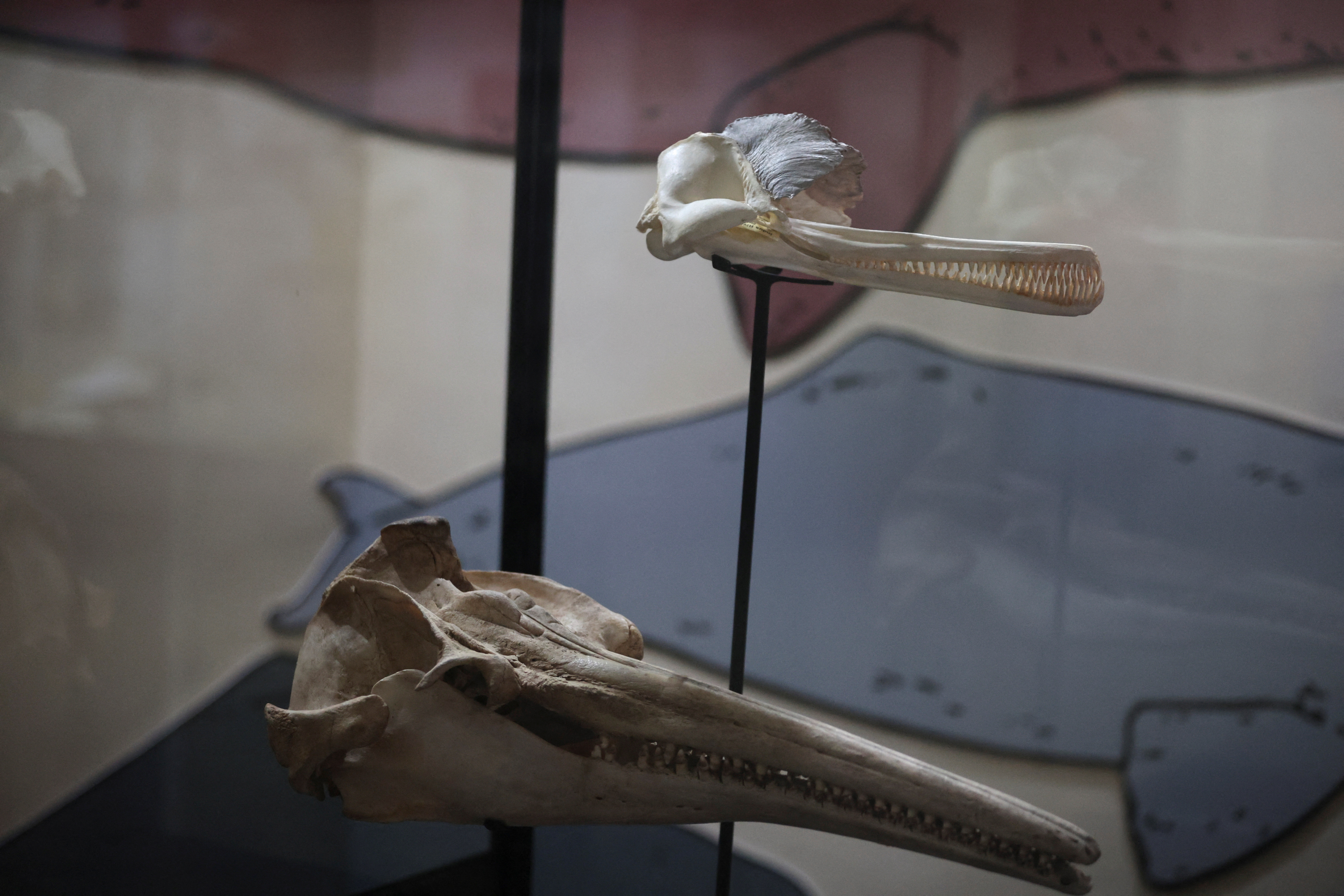 Fossil of 16-million-year-old river dolphin found in Peru | Reuters