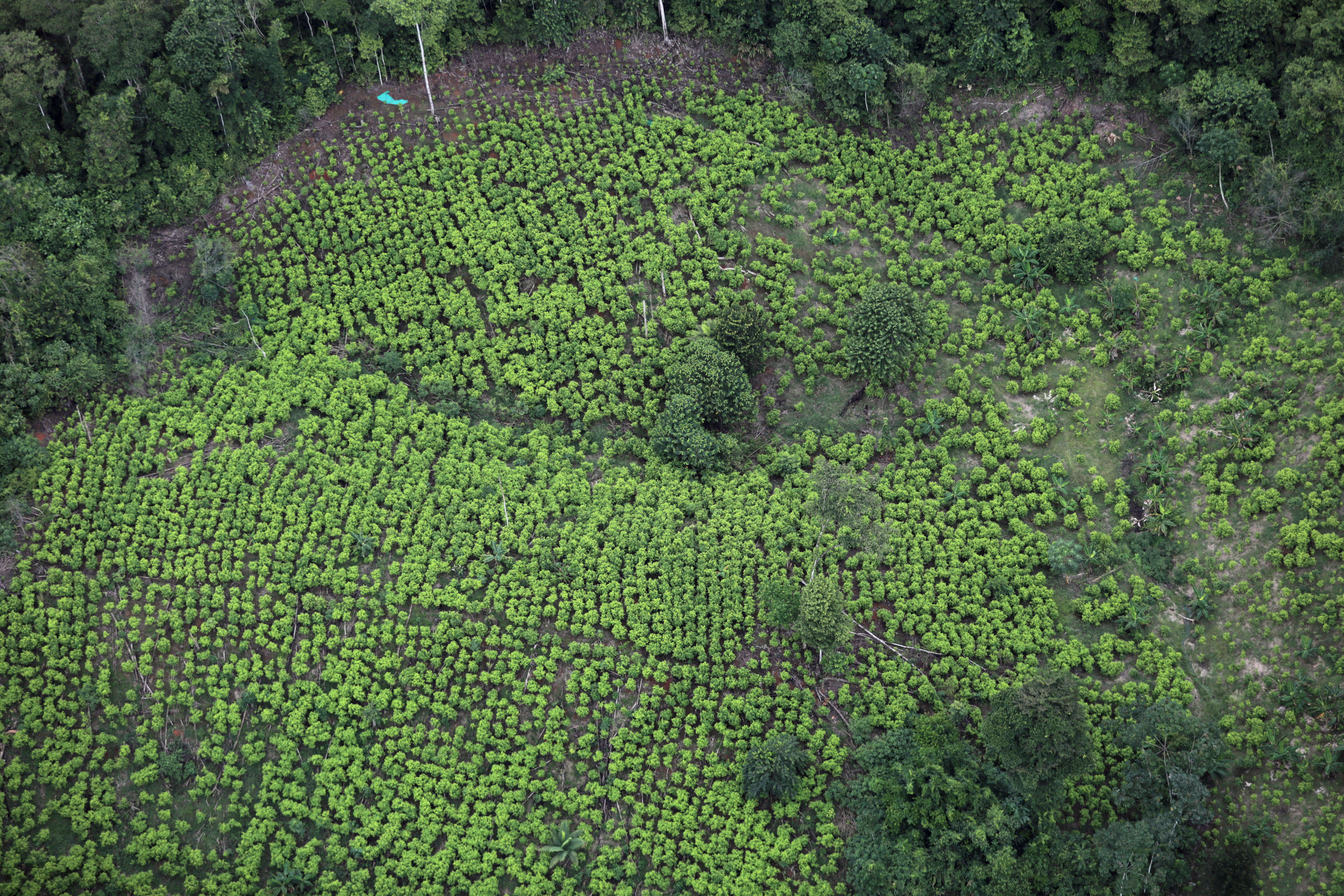 Ariel view of coca fields in Tumaco, Colombia, 26 de febrero, 2020. REUTERS/Luisa González