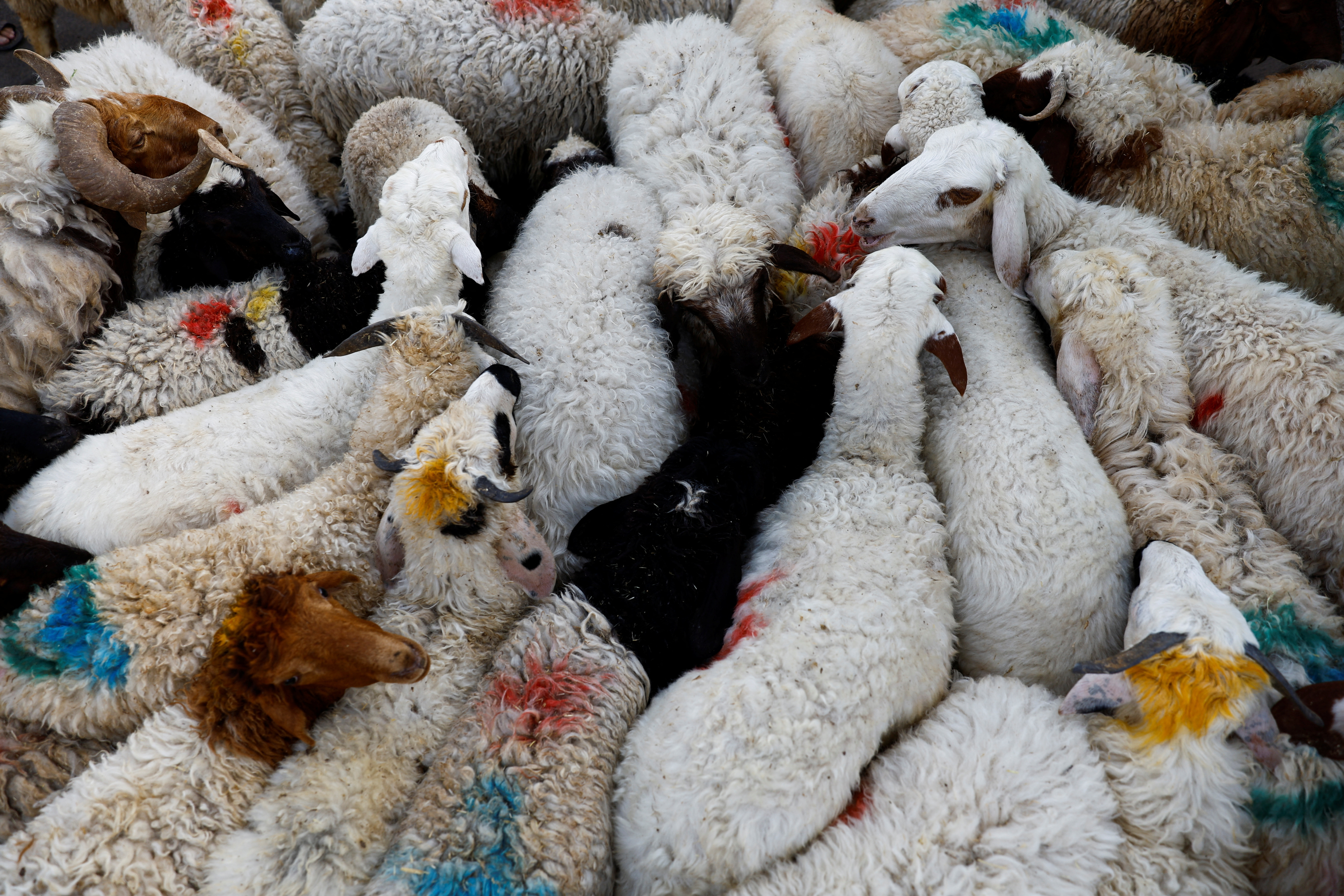 Sacrificial animals are displayed at a livestock market ahead of the Eid al-Adha festival, in Baghdad