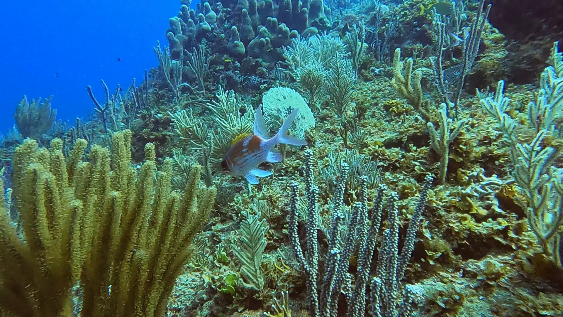 Climate change shrinks marine life richness near equator - study | Reuters