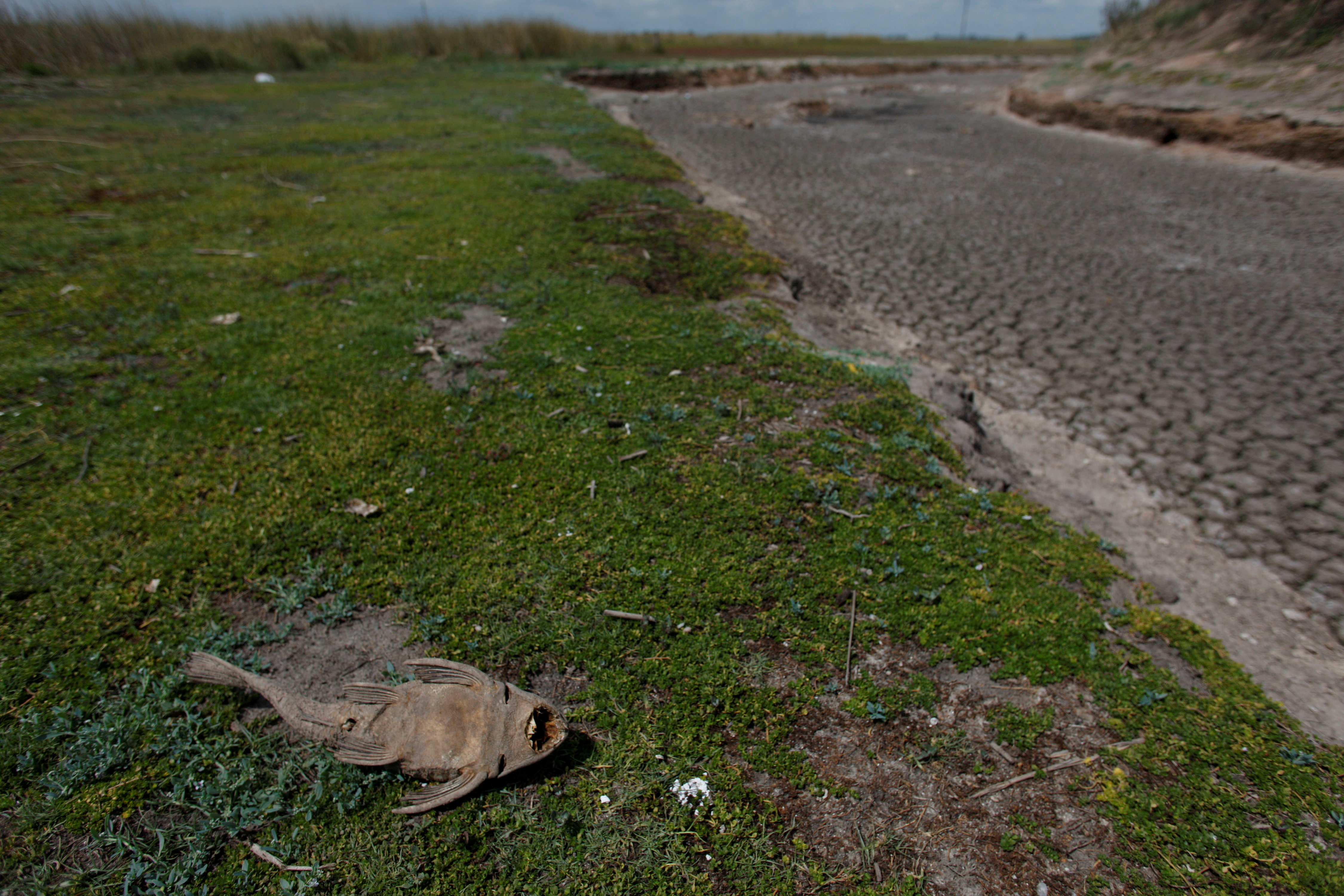 Dead fish is seen at dried-up creek bed in a drought-affected area near Chivilcoy