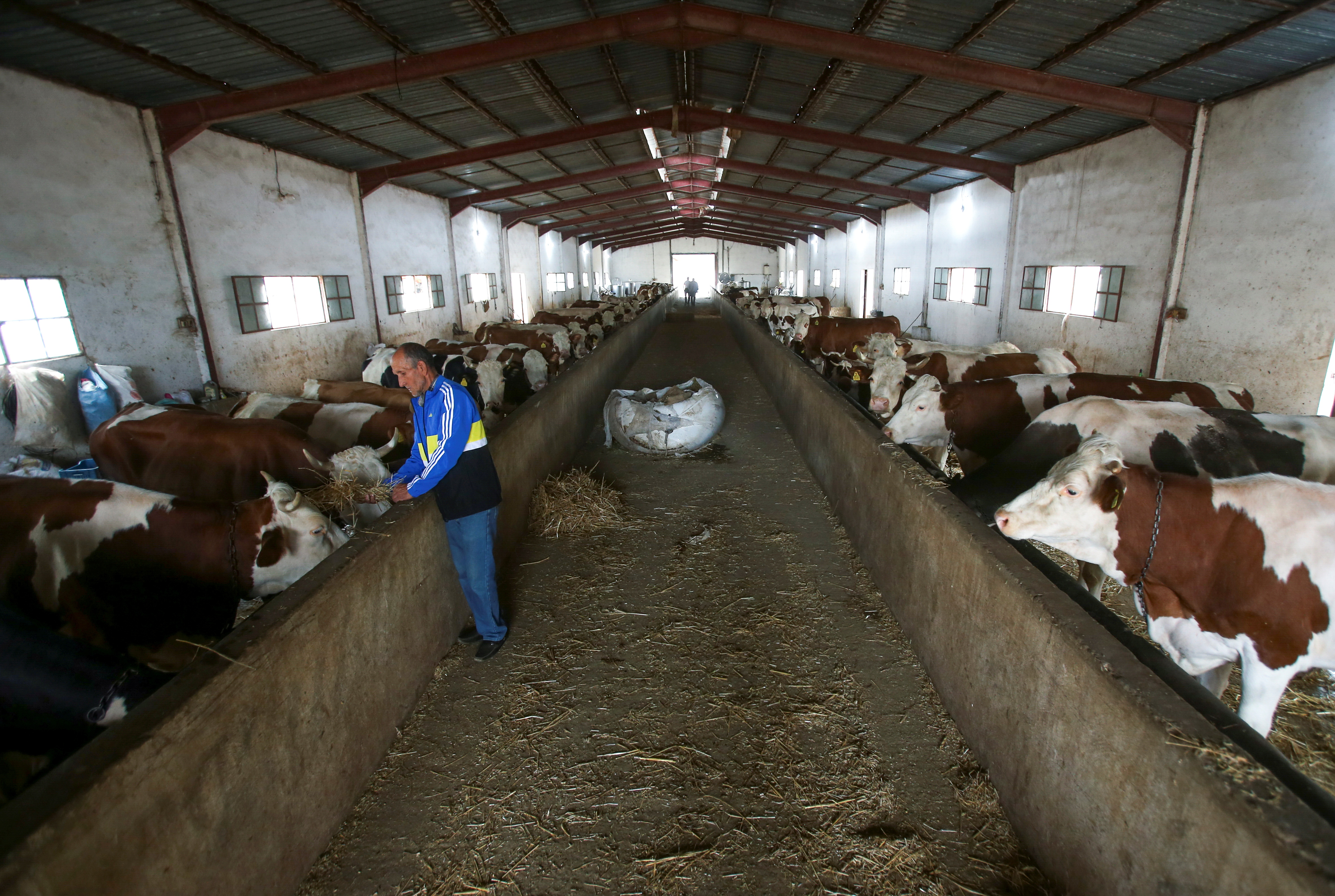 A worker feeds cows in a farm in Tipaza
