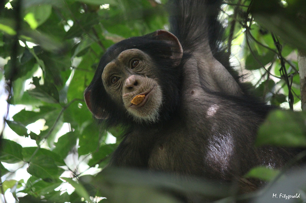 EXCLUSIVE Guinea rail builders blast in chimp habitat, no plan to ...