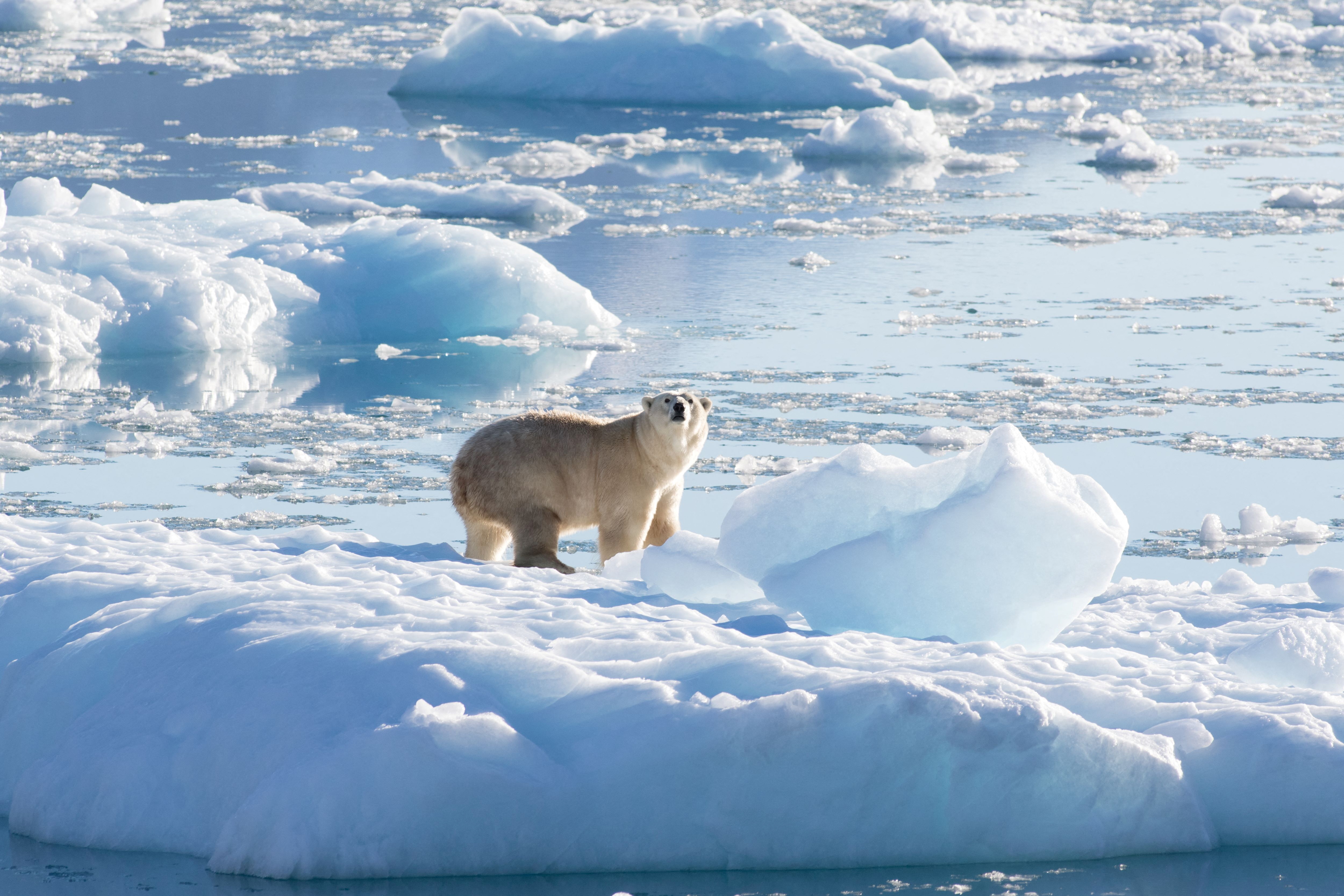 Climate change is forcing polar bears to eat garbage