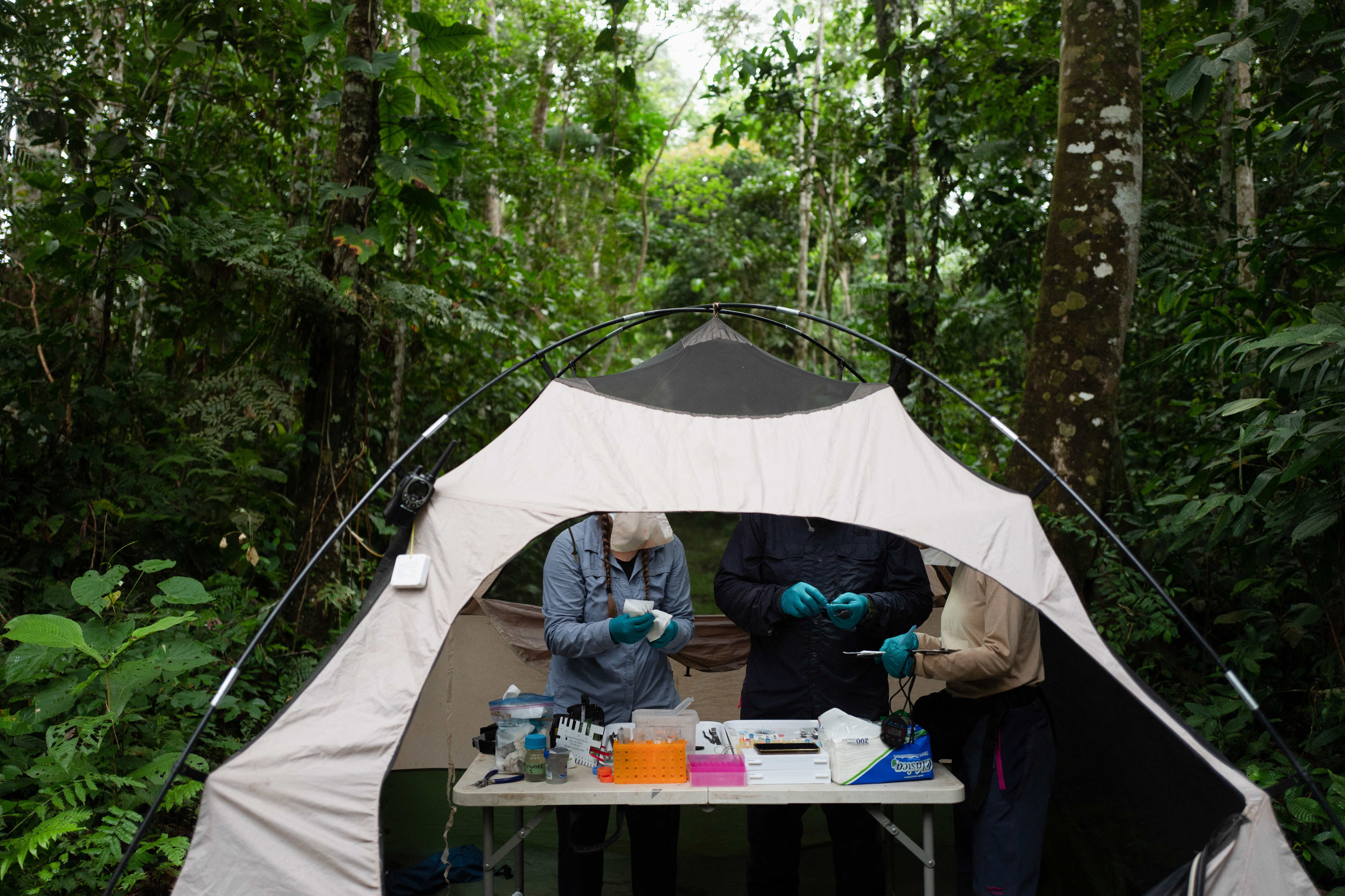 Illegal gold mining booms in Brazilian , harming environment