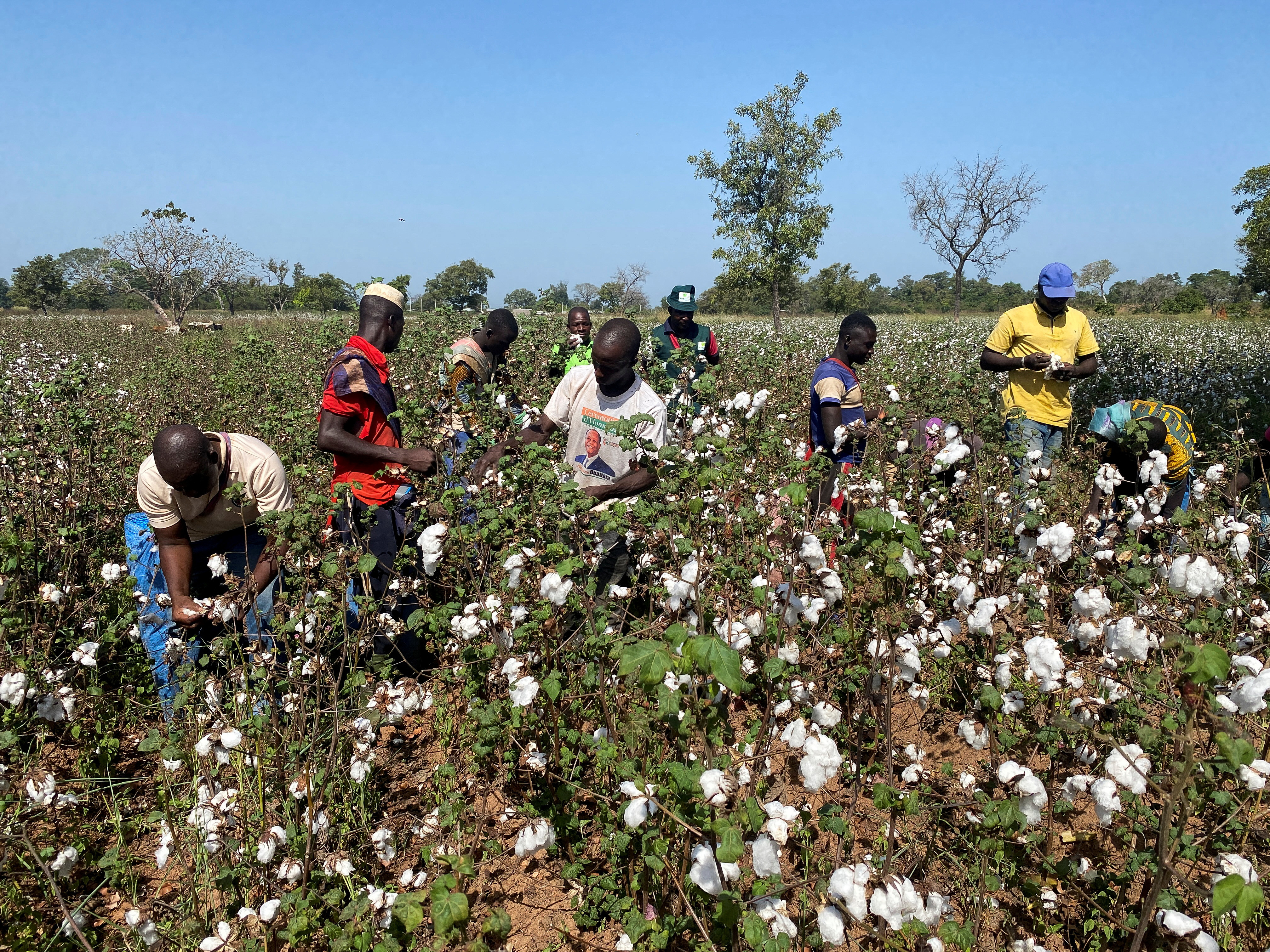 Brazil's Expertise to Boost East Africa Cotton Farming – UNOSSC