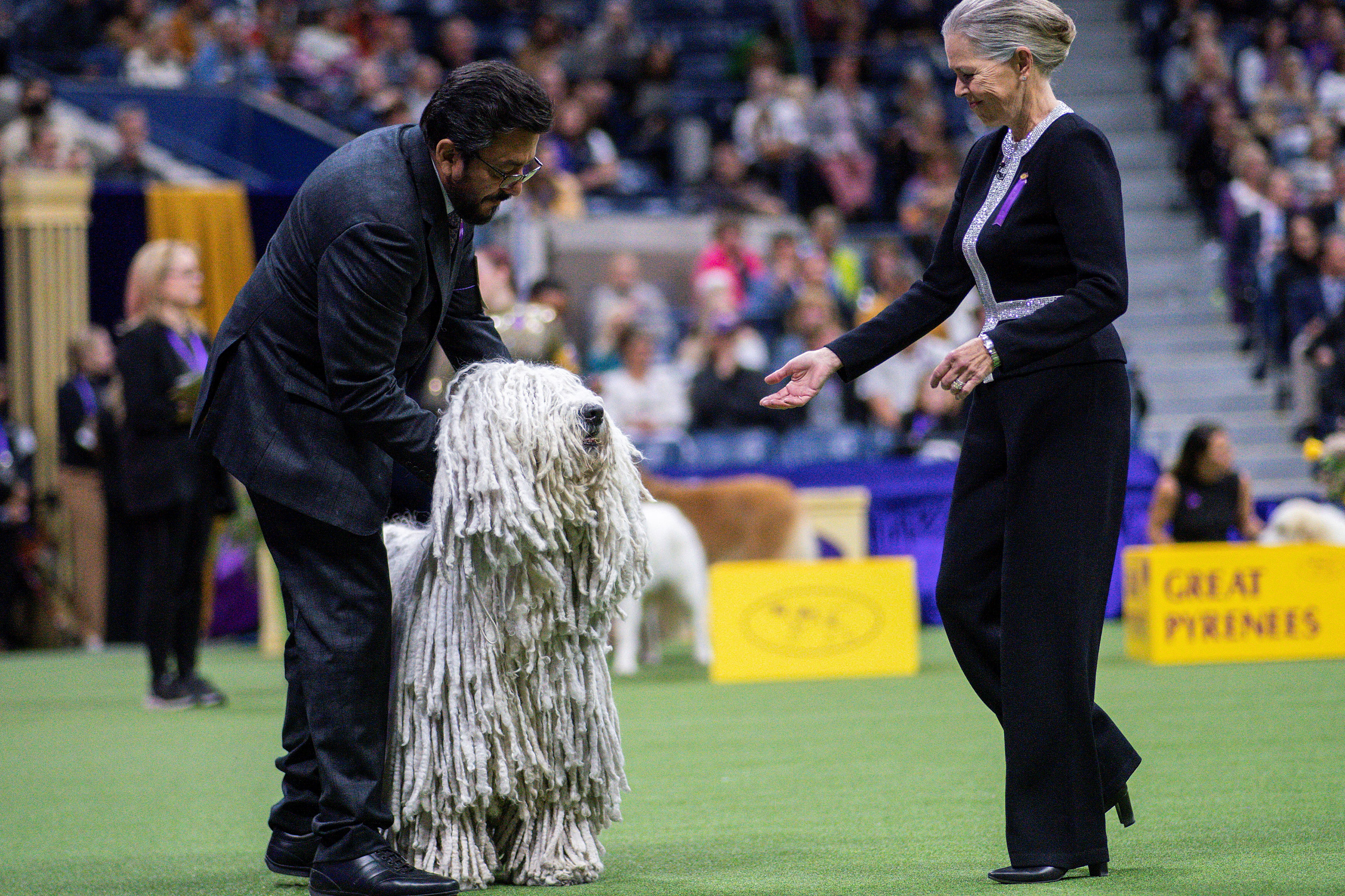 Westminster dog show 2020 2024 tickets