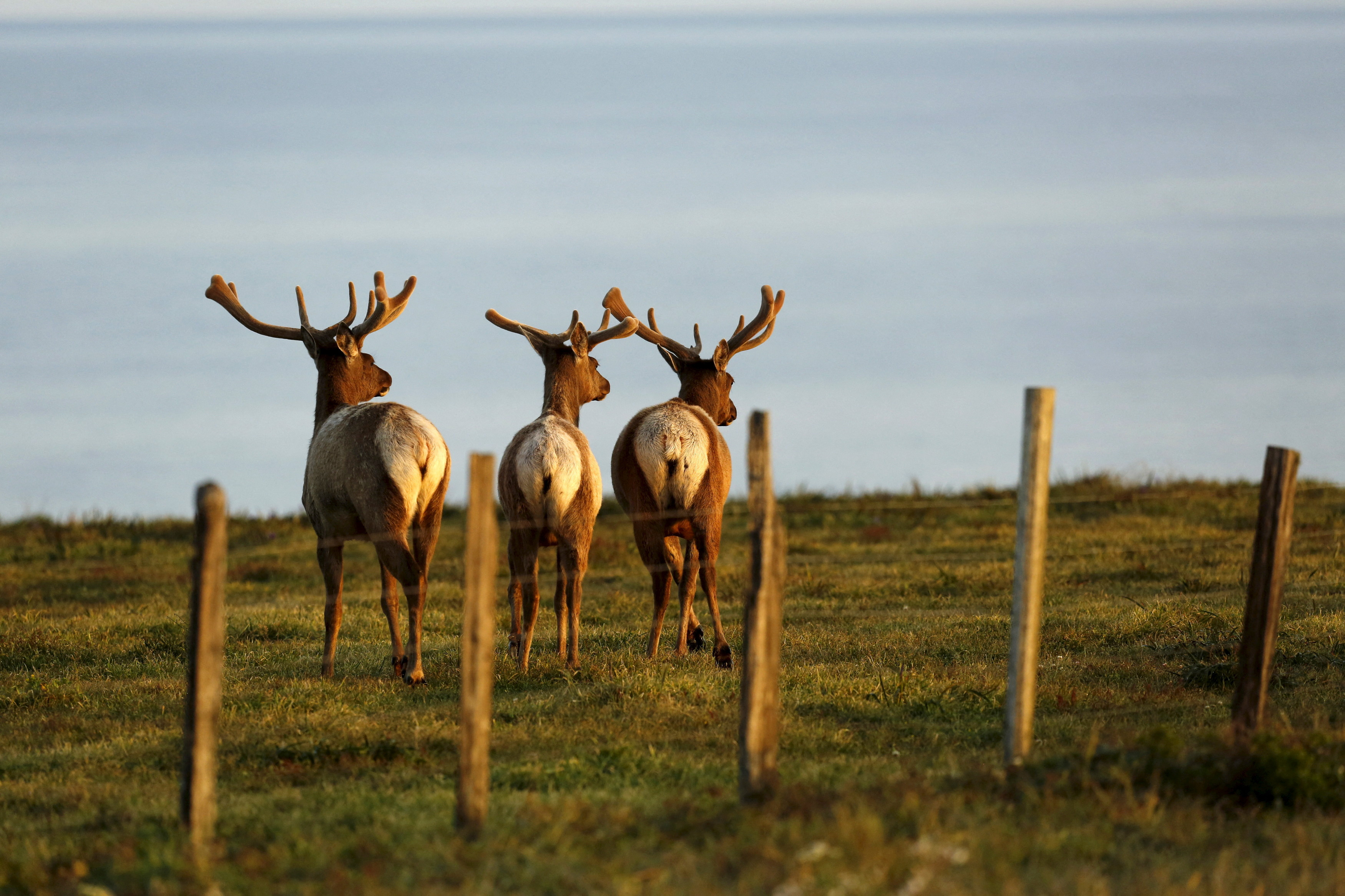 Eerie bugling sounds ring out, during elk mating season in Washington