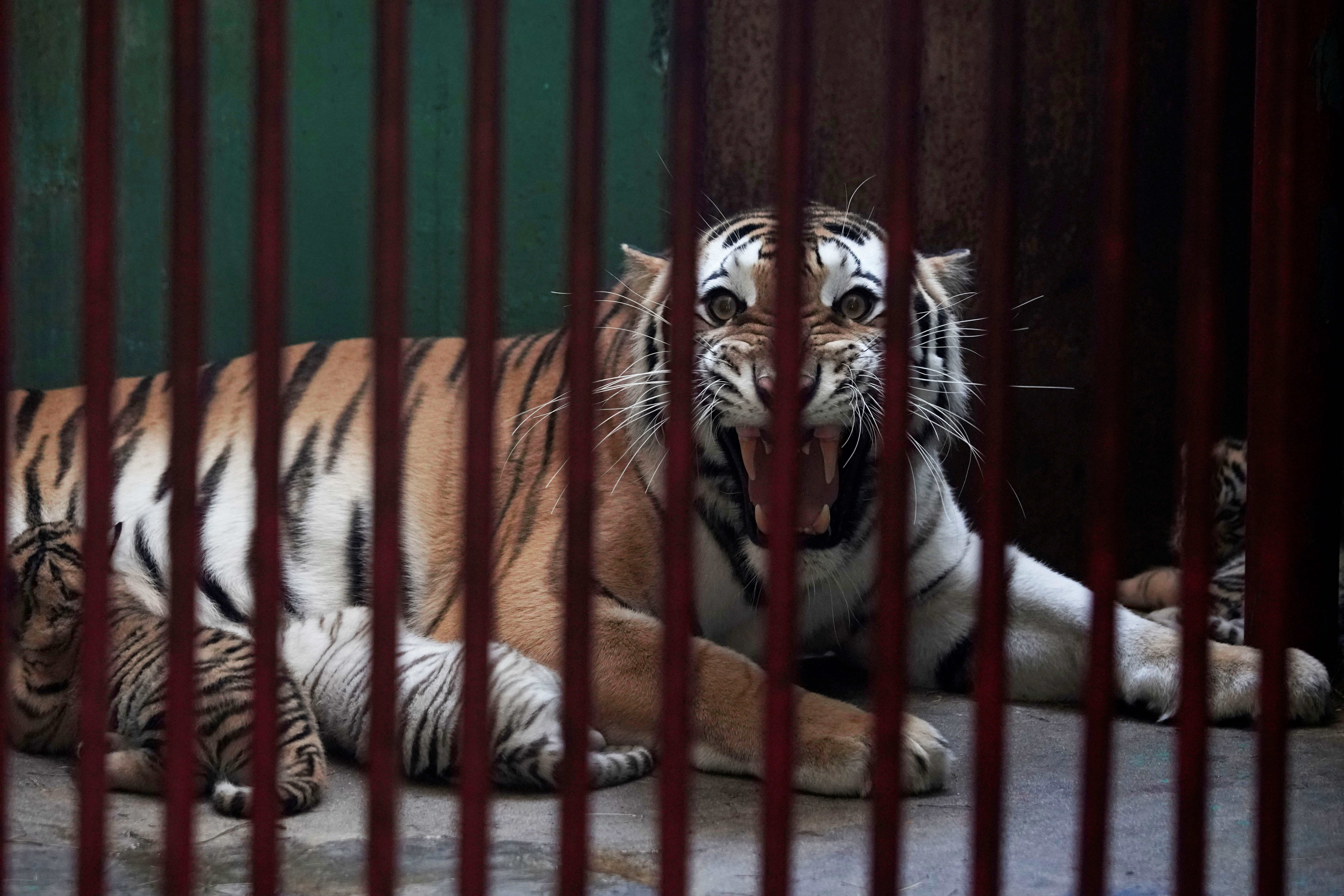 Bengal white tiger cub - Zoo Amneville, A throwback to May …