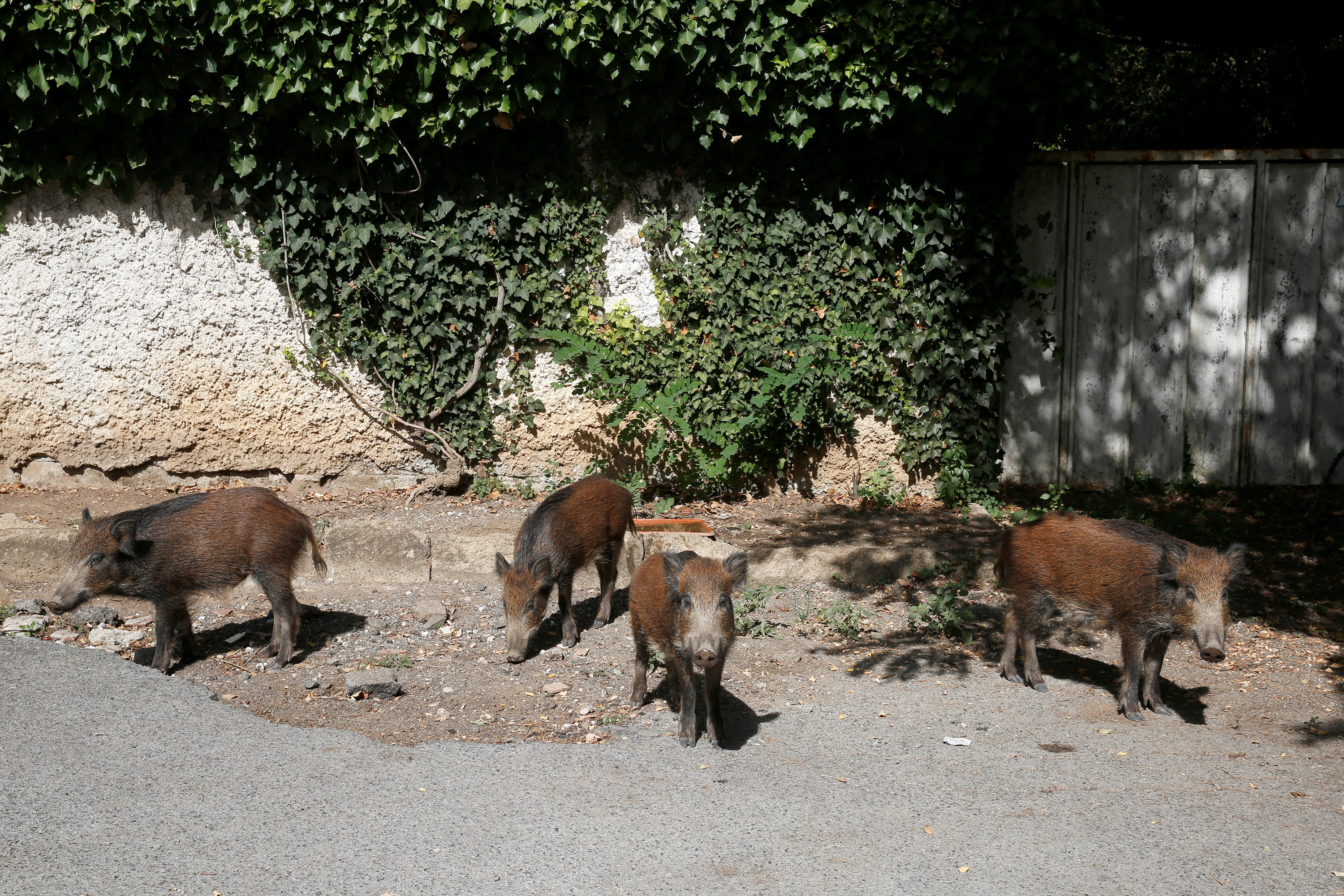 Wild boars roam street foraging for food in Rome