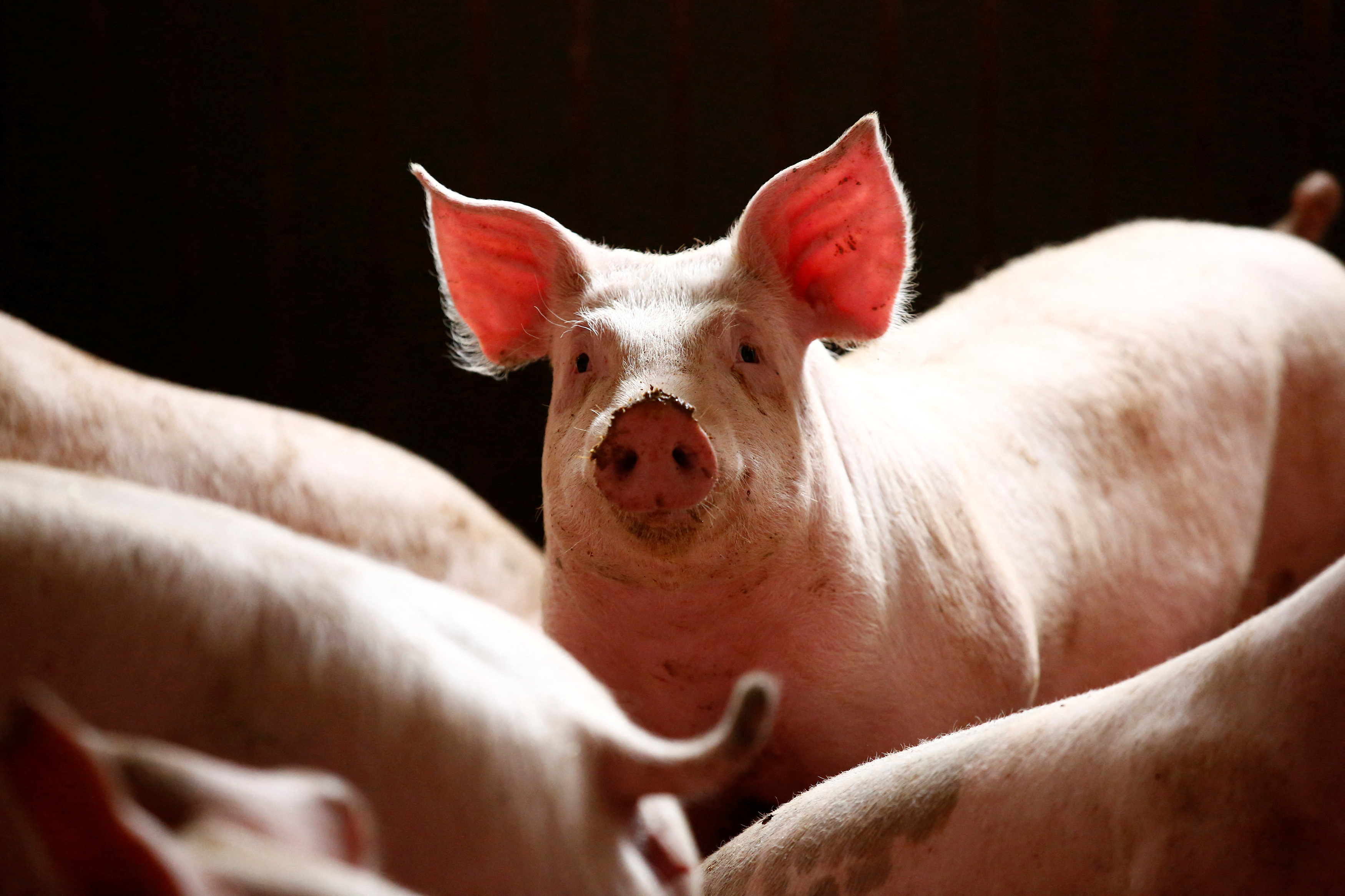 Pigs are seen in a piggery at a village near Warsaw