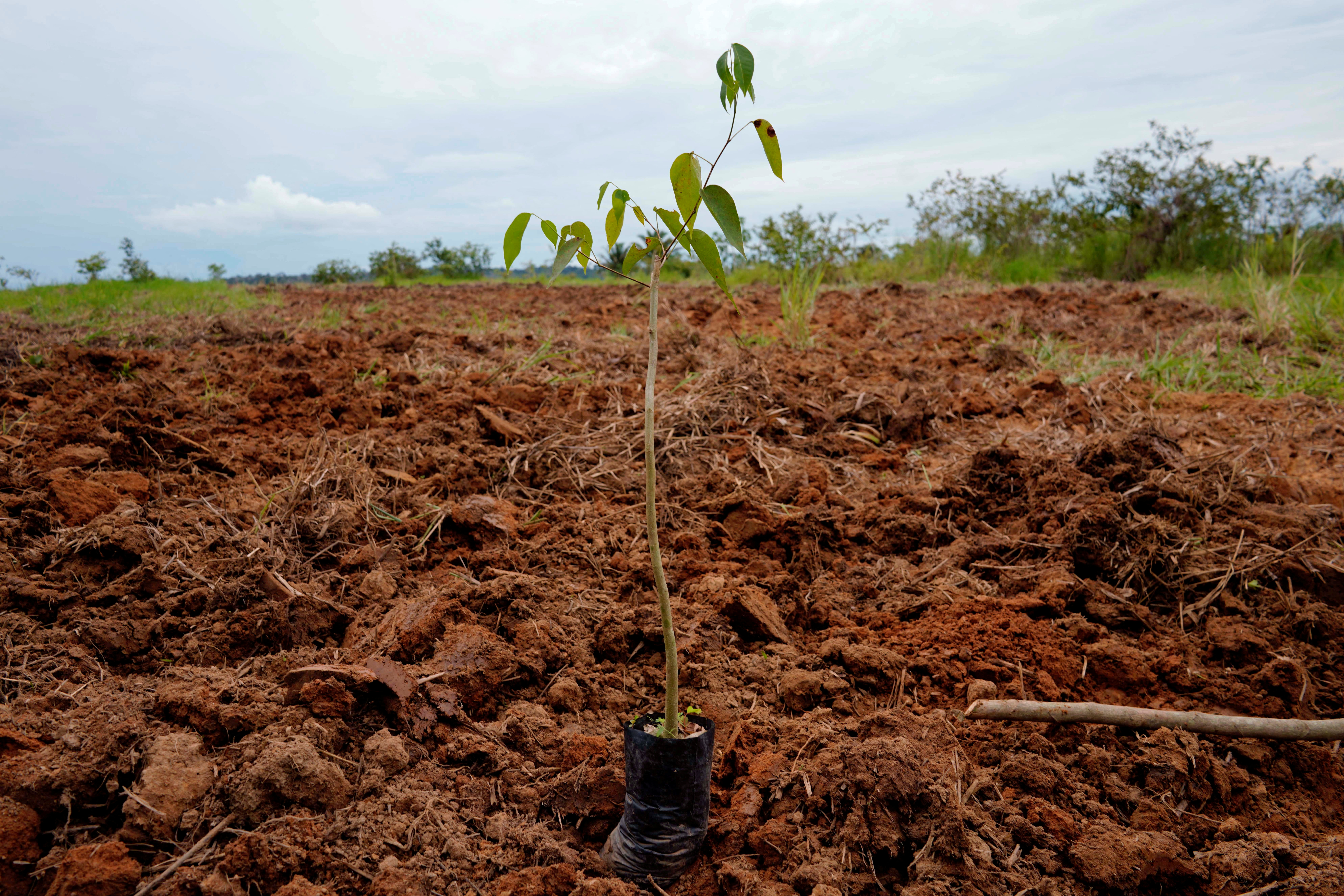 Reforestation Project in the Amazon