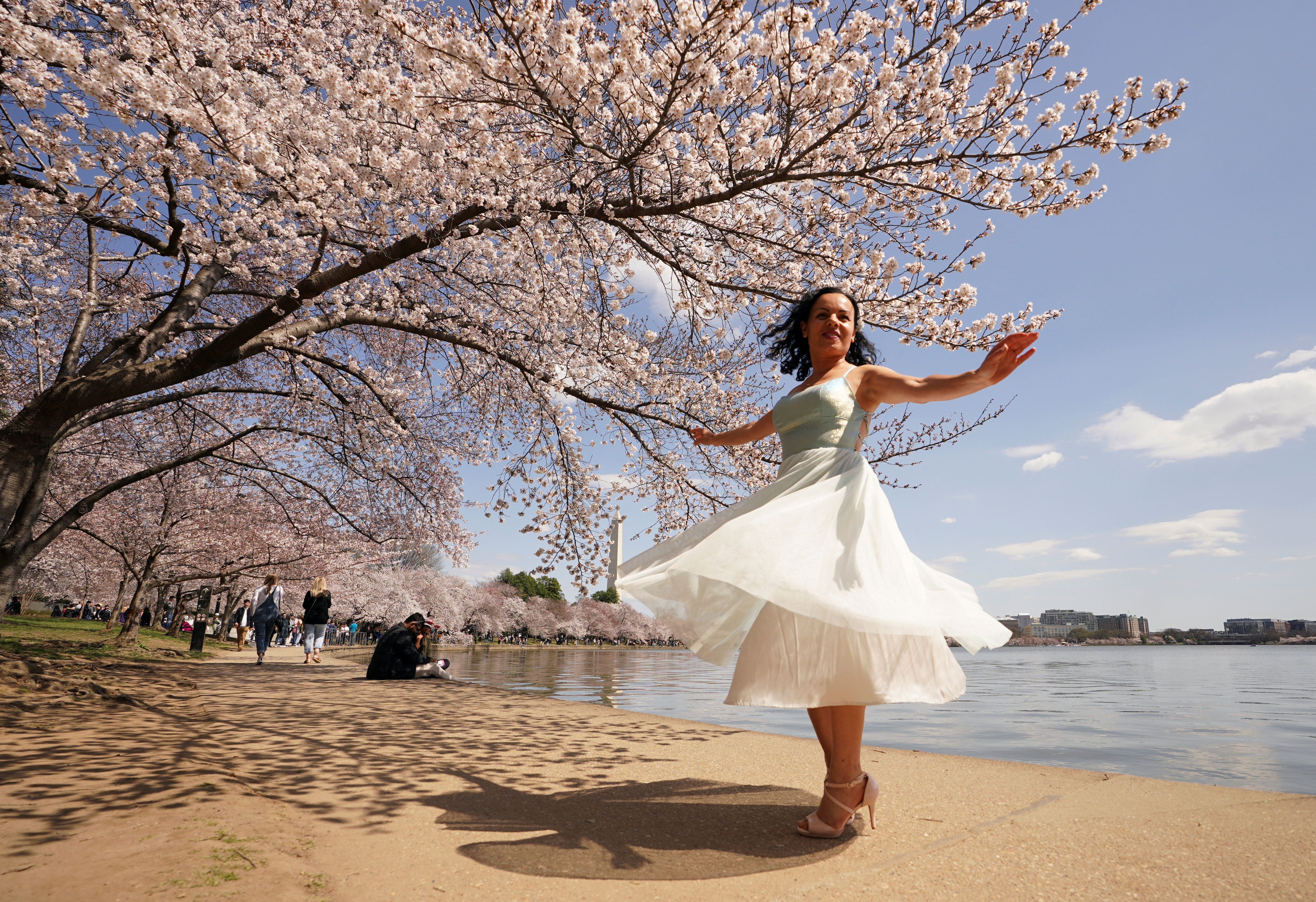 How to See the Washington, D.C., Cherry Blossoms This Year