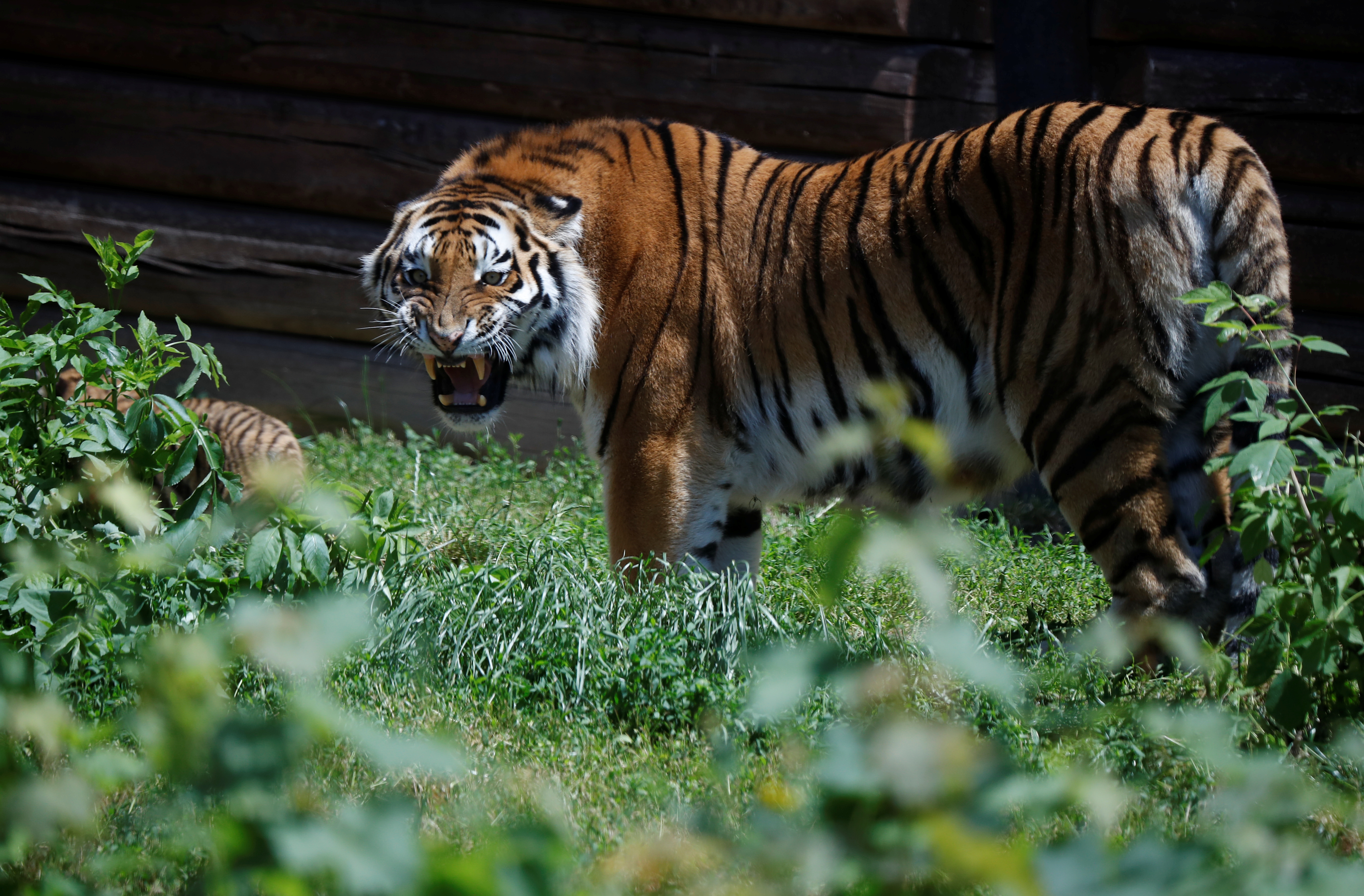 Excited' Polish zoo unveils rare Siberian tiger cubs