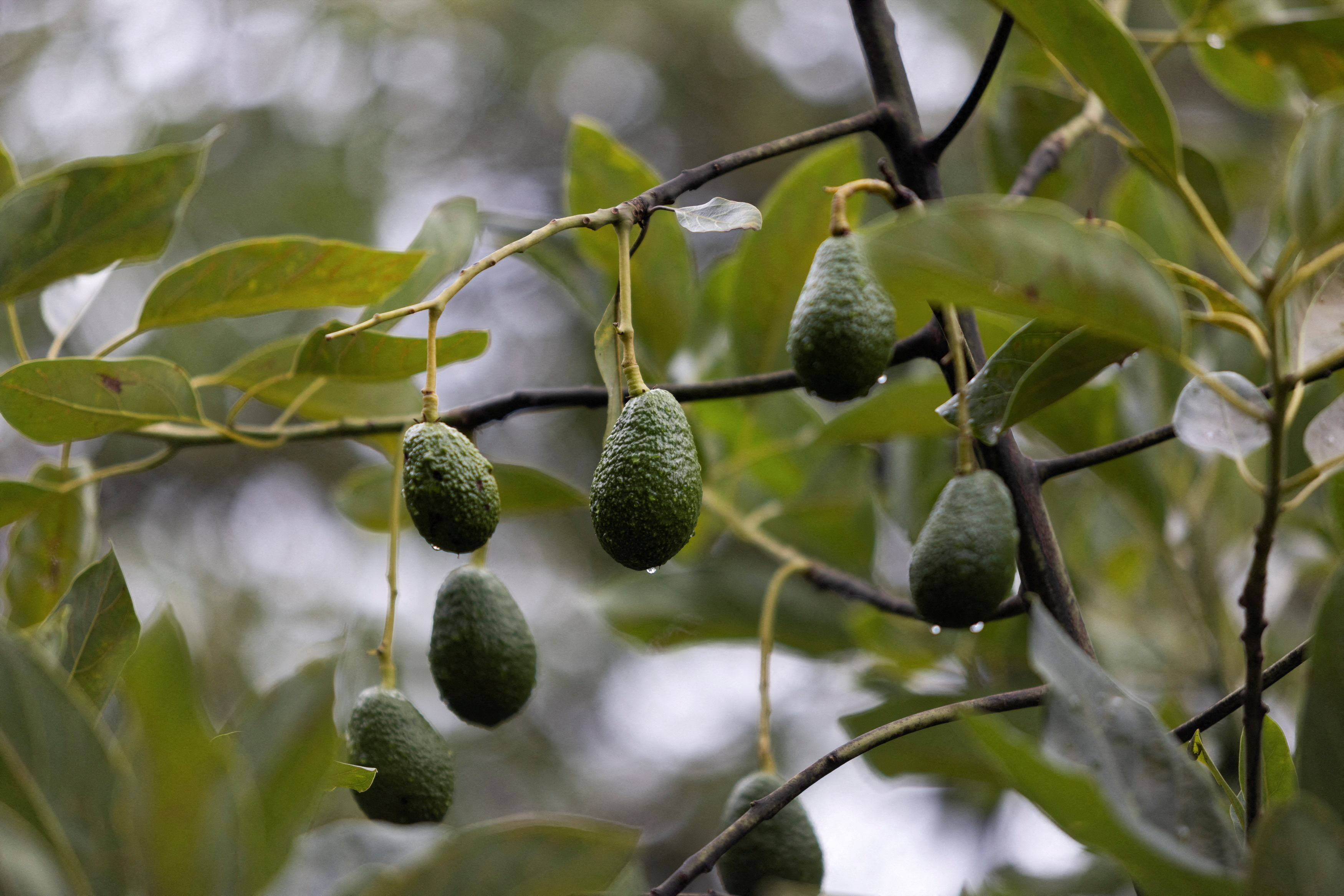 Avocado gold rush links US companies with Mexico's deforestation disaster