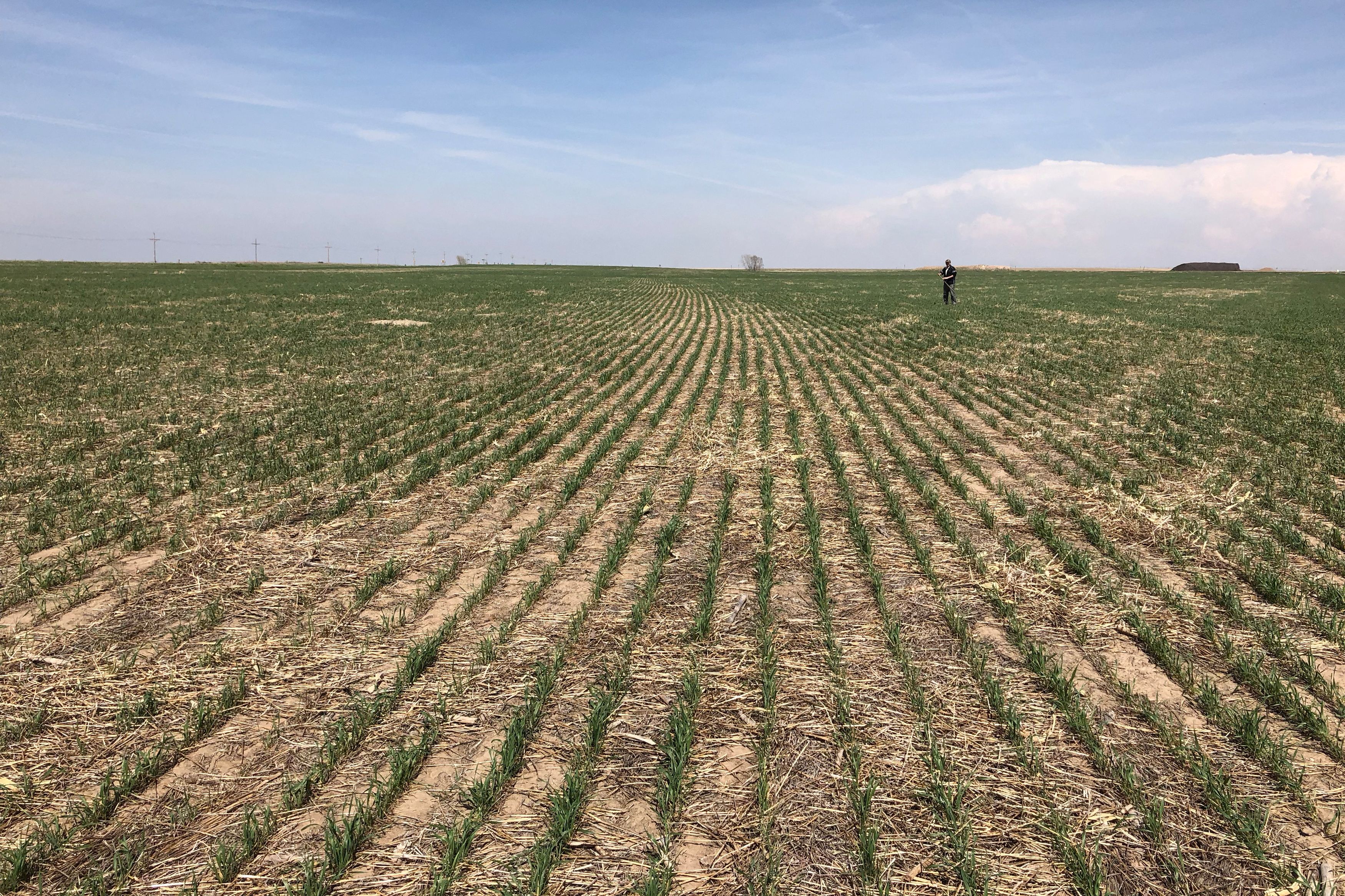 Wheat fields show drought affects near Colby Kansas