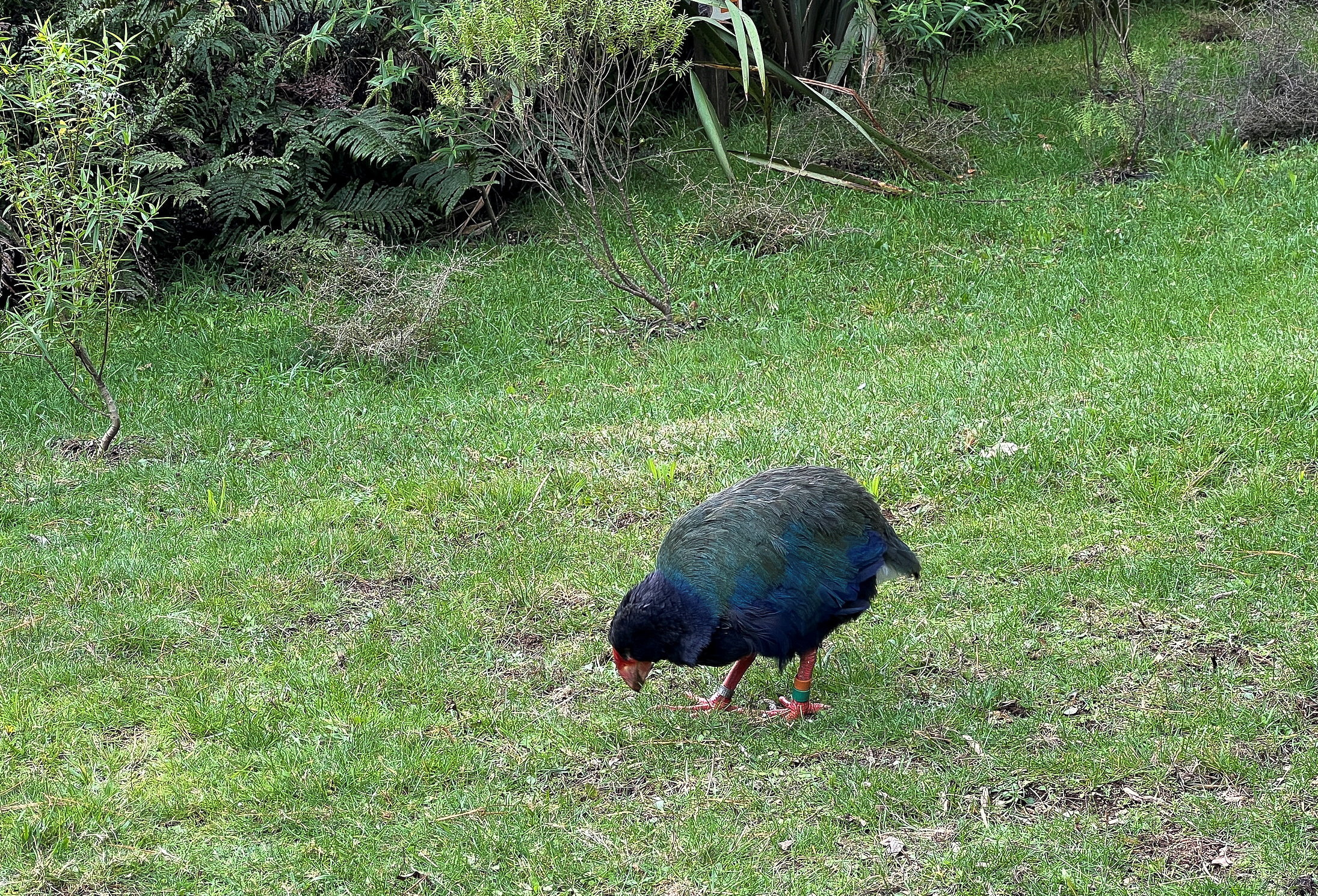 bpc 157 new zealand Buy AOD-9604 from PharmaLabGlobal New Zealand detects first H5N1