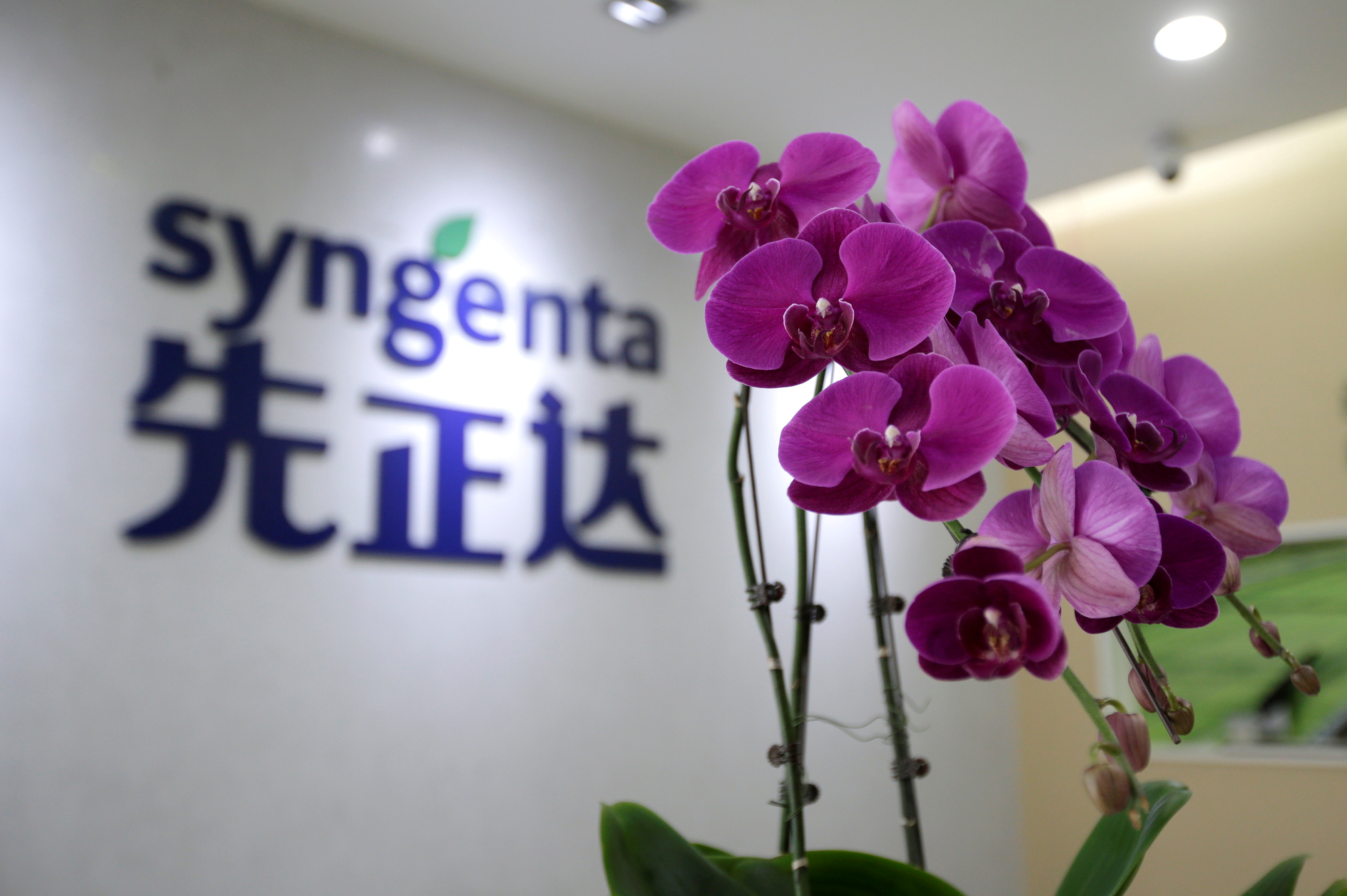 Syngenta logo is seen at its China headquarters in Beijing