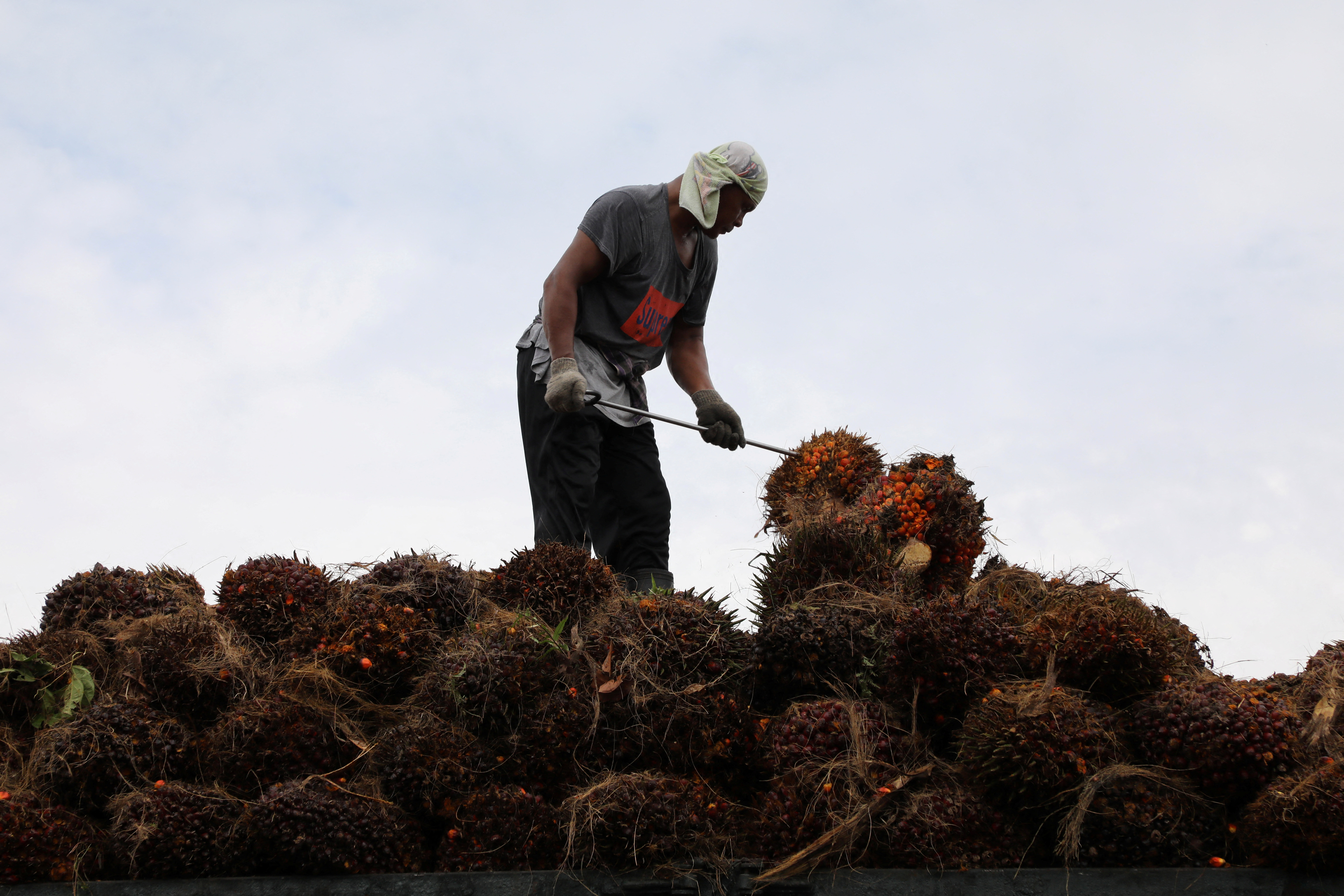 Palm Oil News Reuters