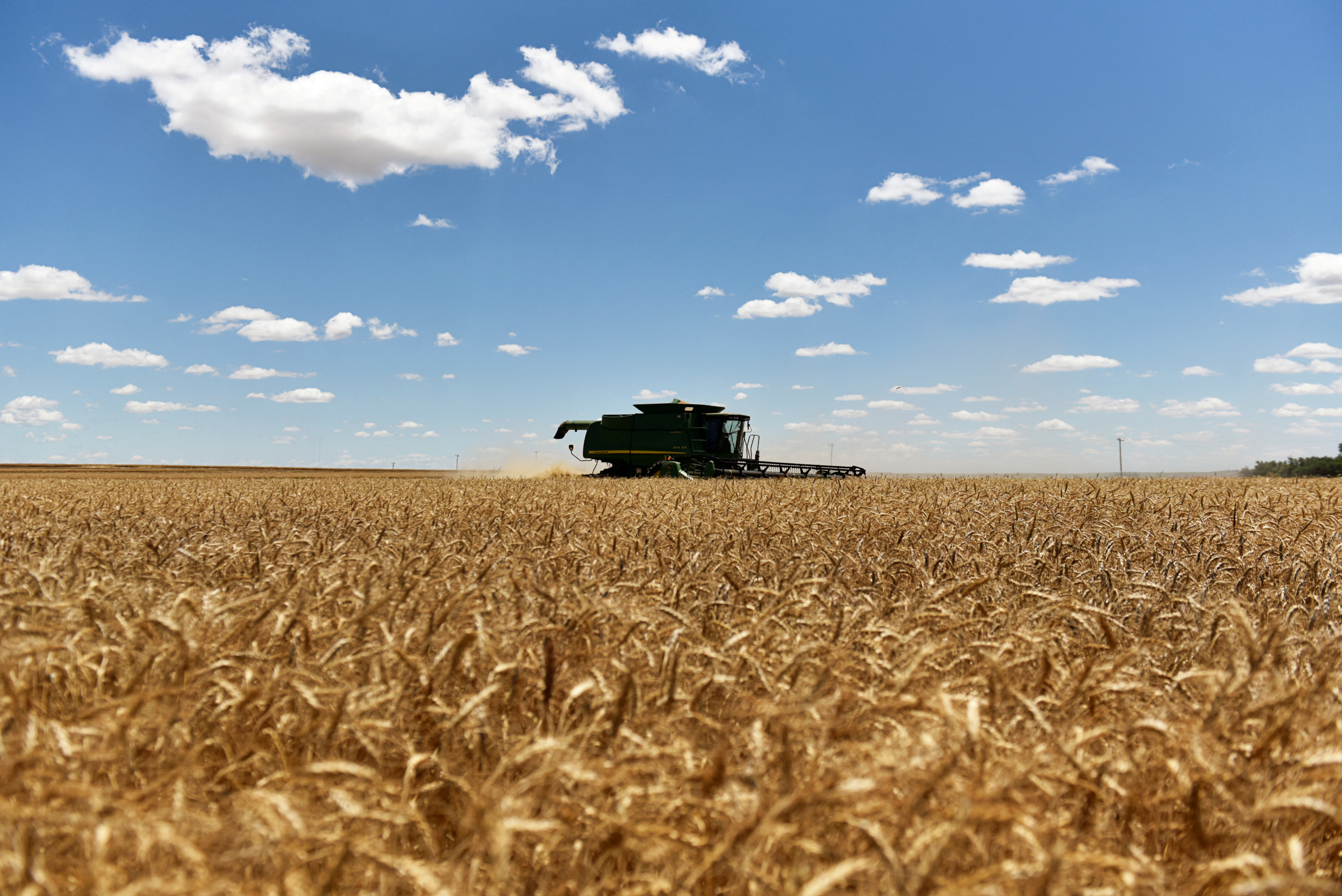 A combine harvests winter wheat in Corn