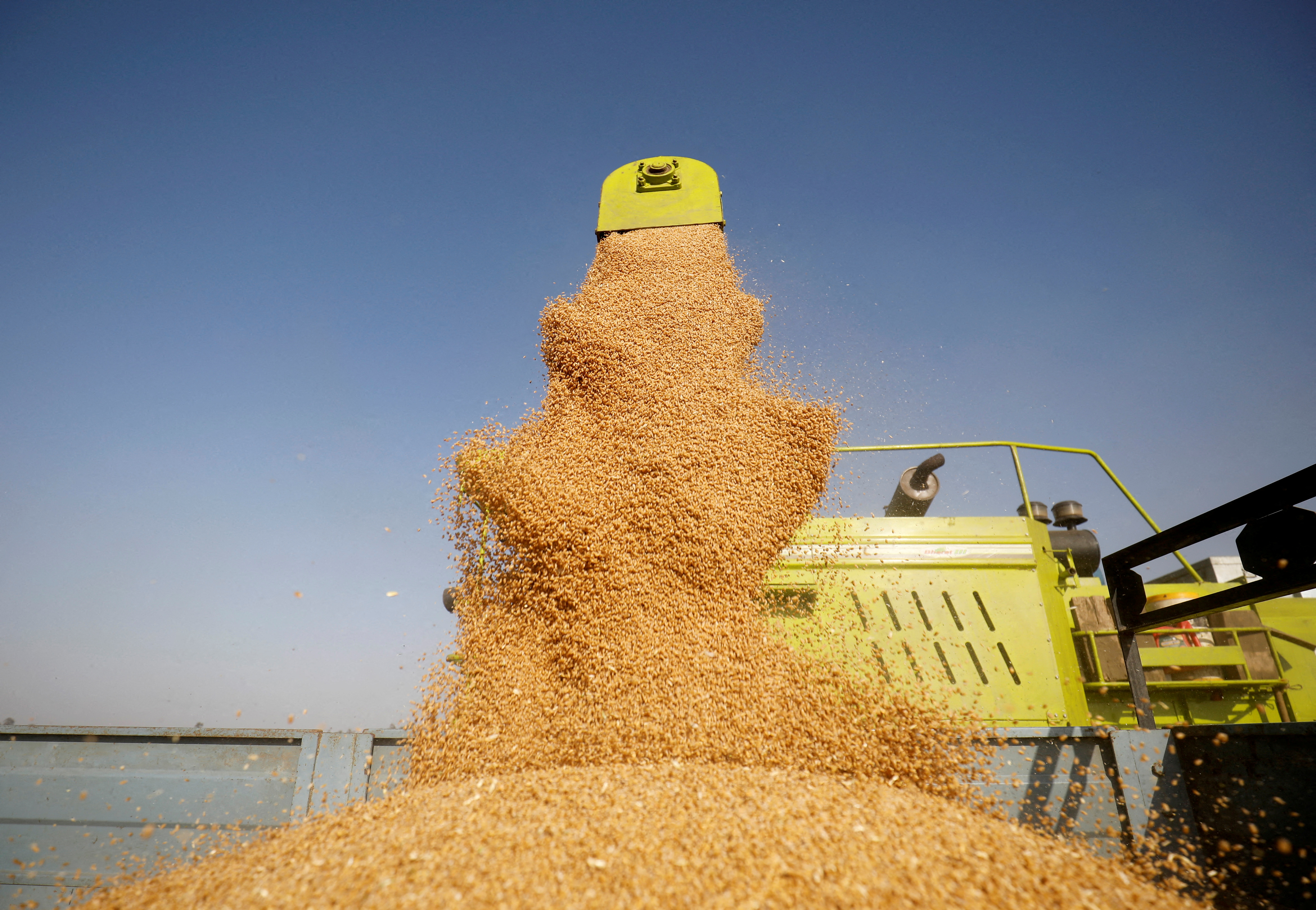 A combine deposits harvested wheat in a tractor trolley at a field on the outskirts of Ahmedabad