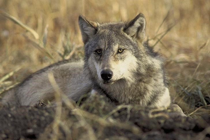 U.S. Judge Restores Federal Protections To Gray Wolf | Reuters