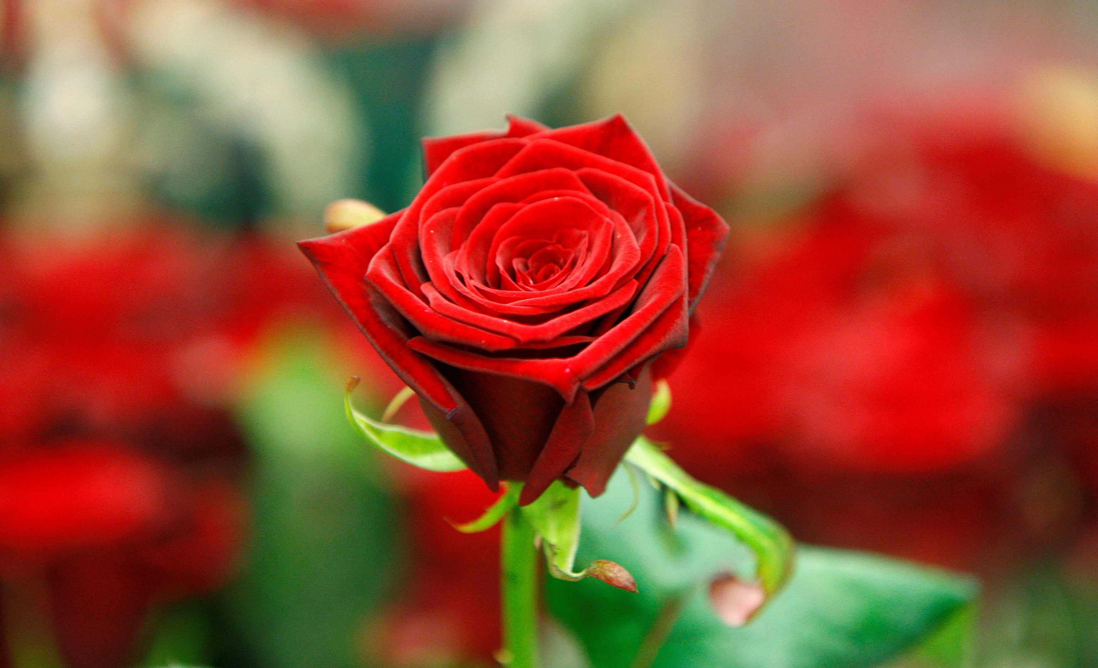 A red rose is displayed on a stall at New Covent Garden Market a day before Valentine's Day, London
