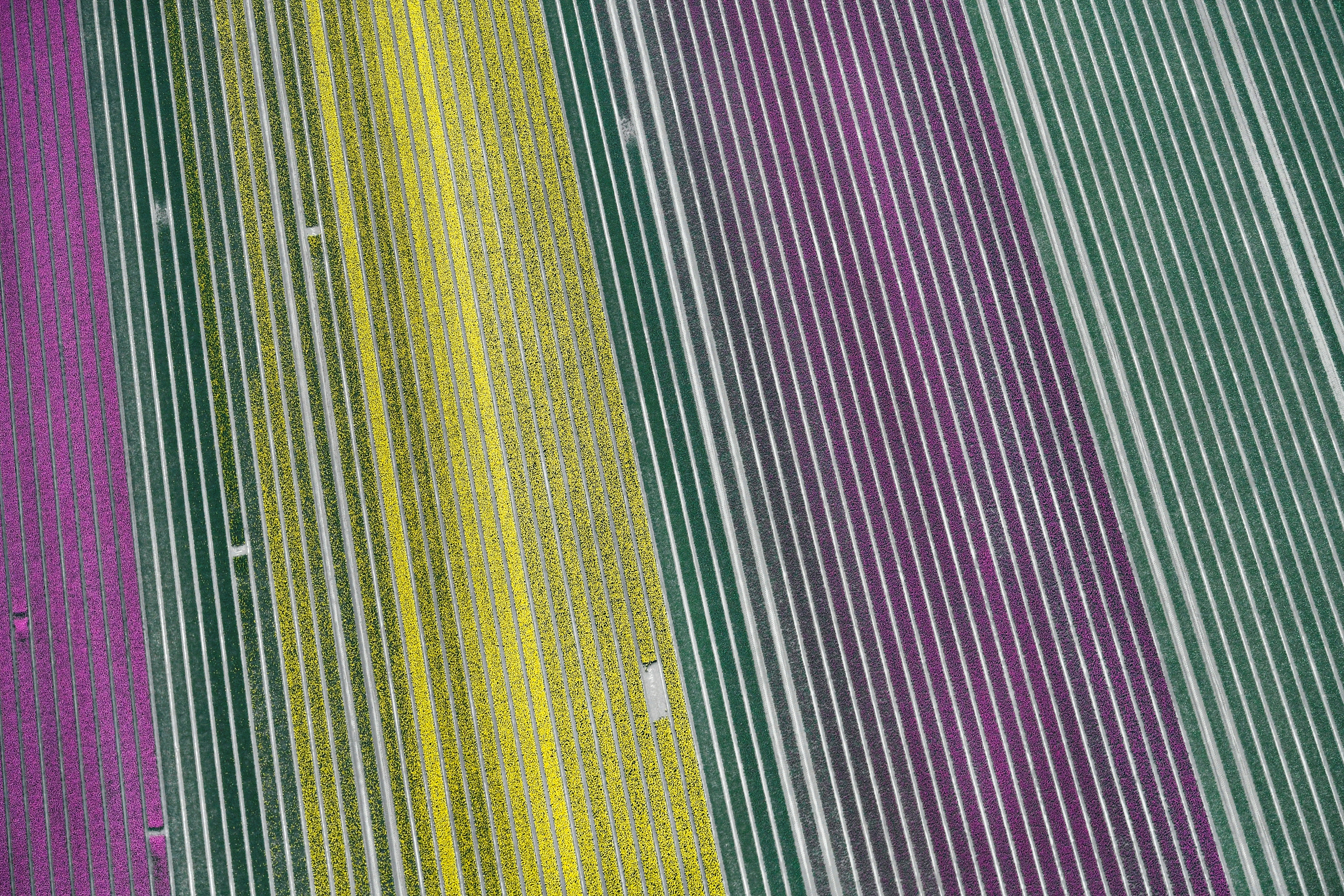 Aerial view of flower fields in Lisse