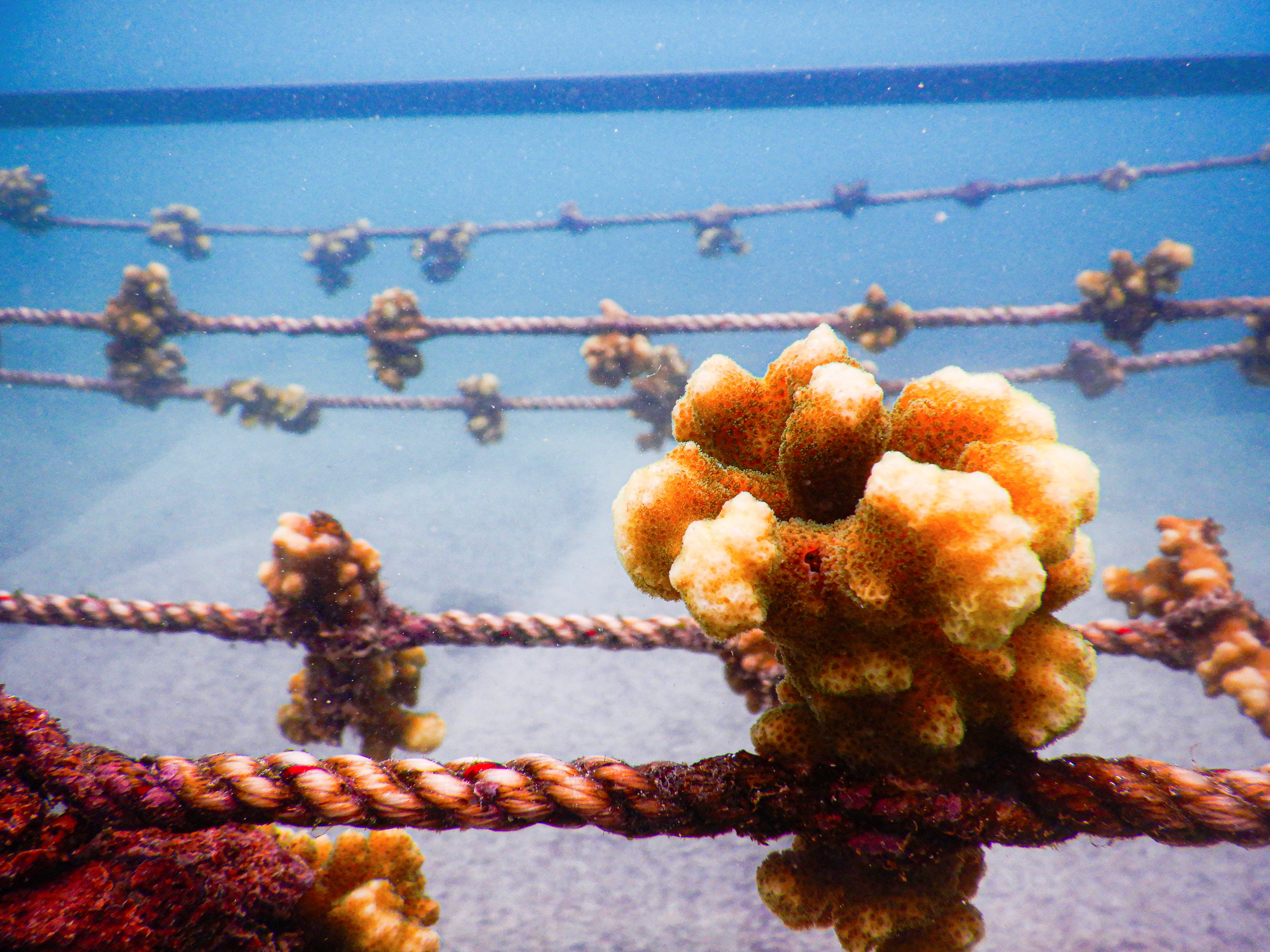 Galapagos park testing coral replanting to restore fragile ecosystem