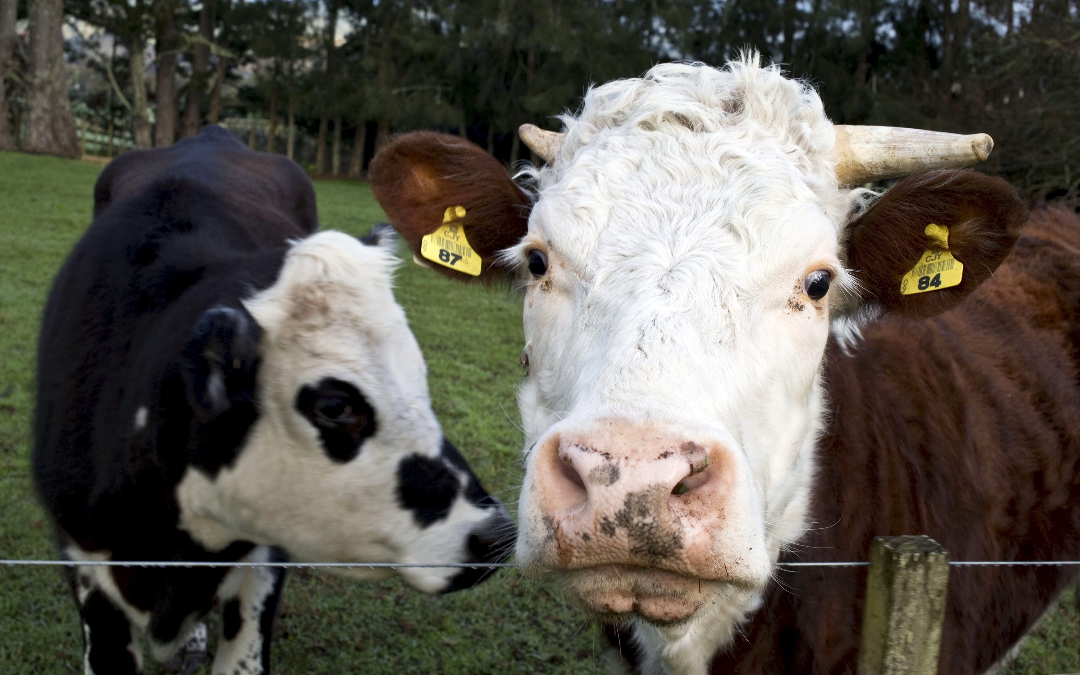 File photo of cows near the fence of a pastoral farm near Auckland