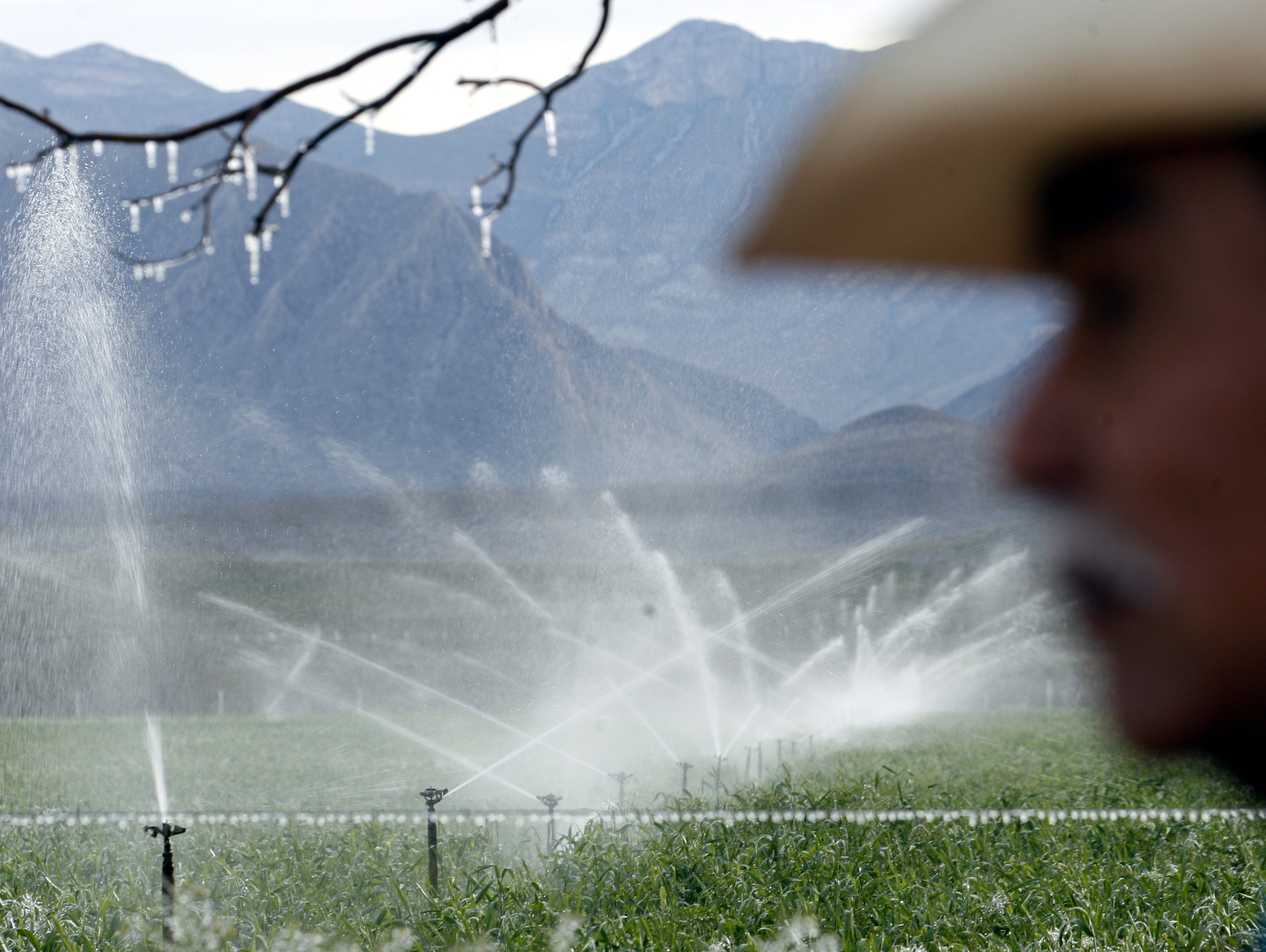 Nearly 90% of beef’s water footprint is from irrigating fodder crops such as alfalfa.  REUTERS/Henry Romero