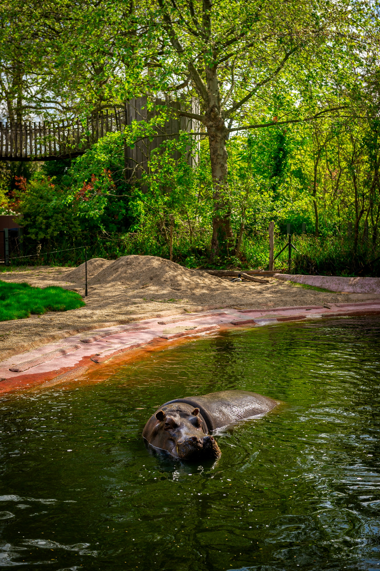Hippos that have recently tested positive for COVID-19 are seen at Antwerp Zoo