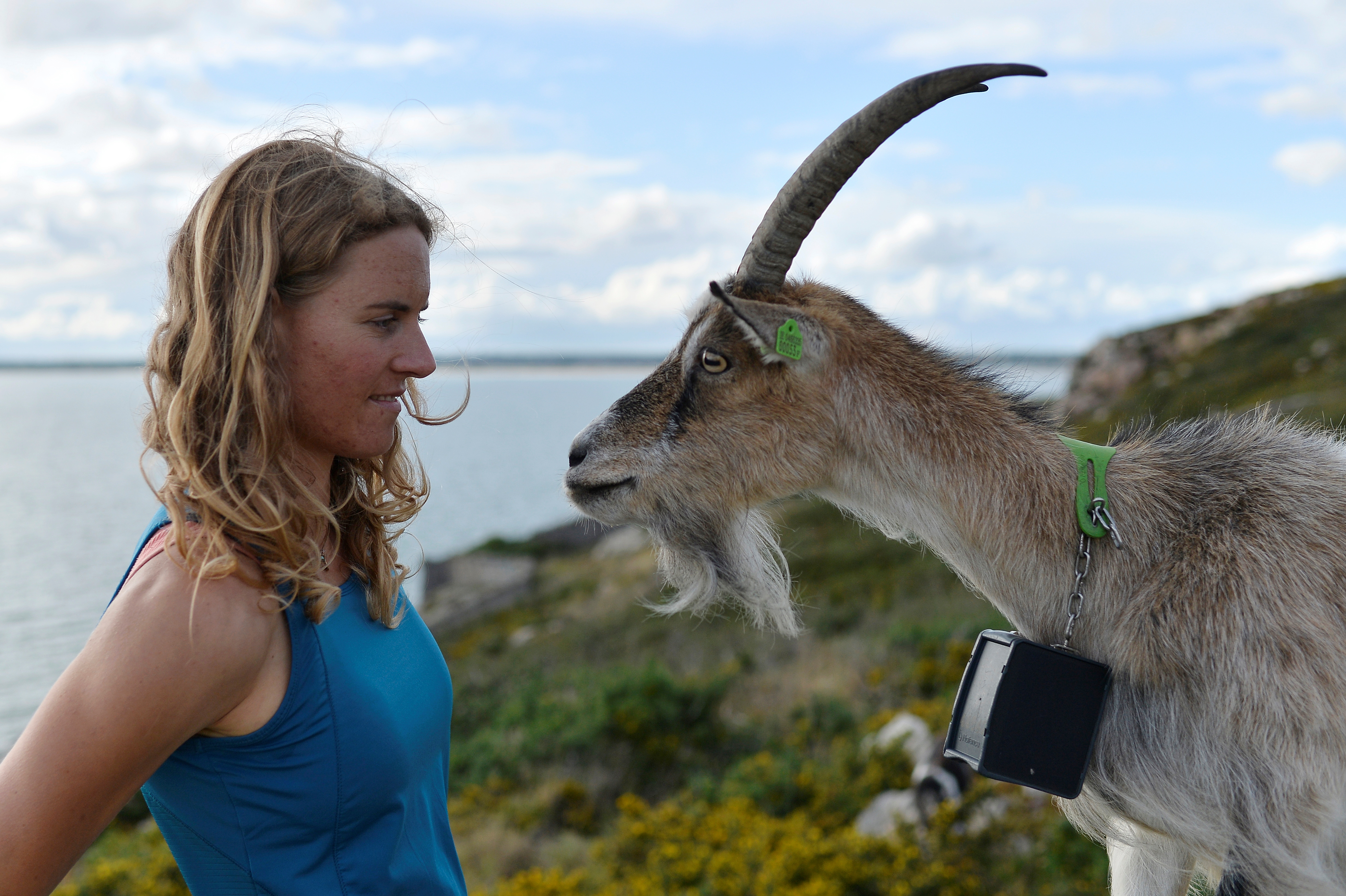 Goat herder Melissa Jeuken tends to her herd of Old Irish Goats in Dublin