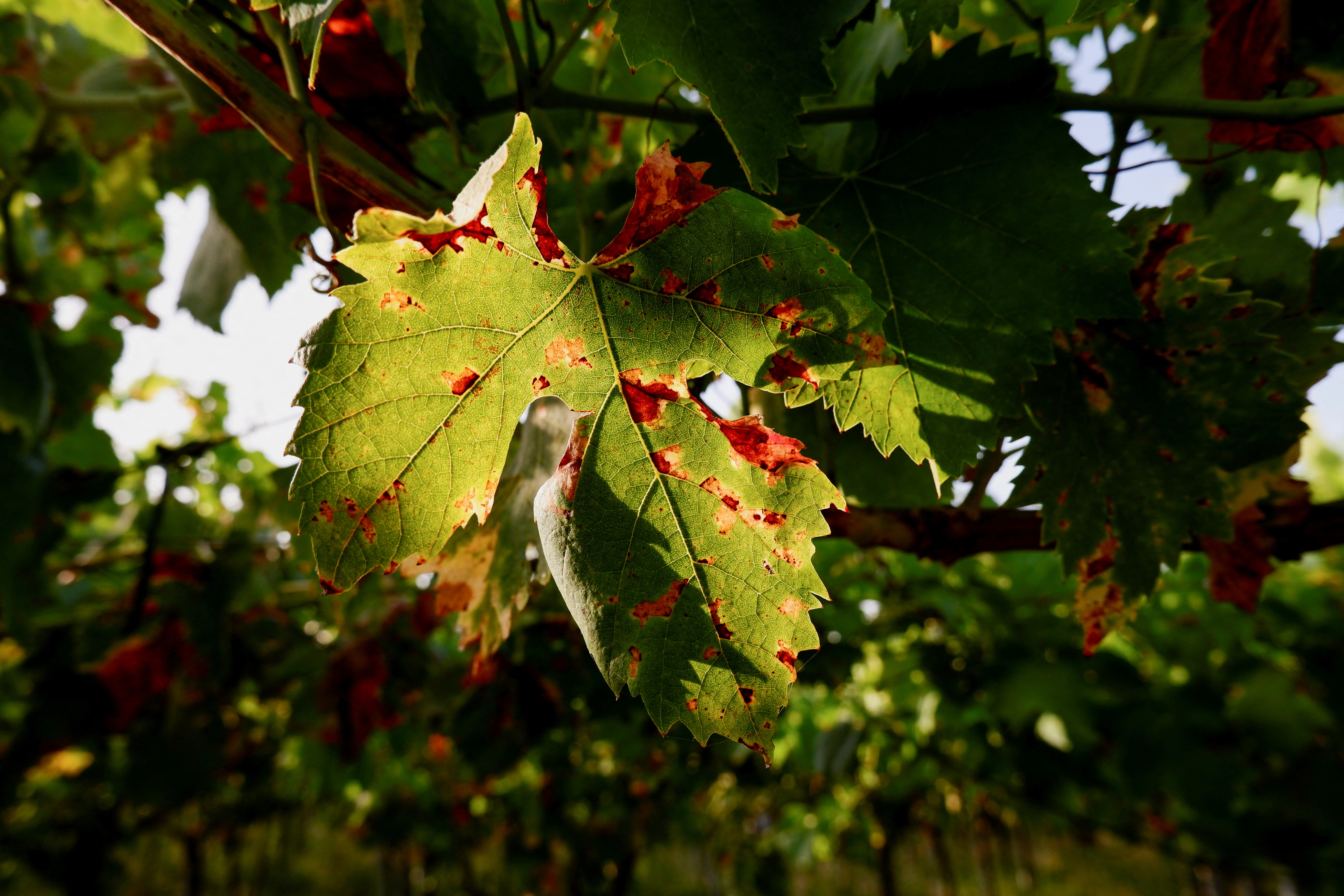 Italy's wine production hit by May downpours and fungus