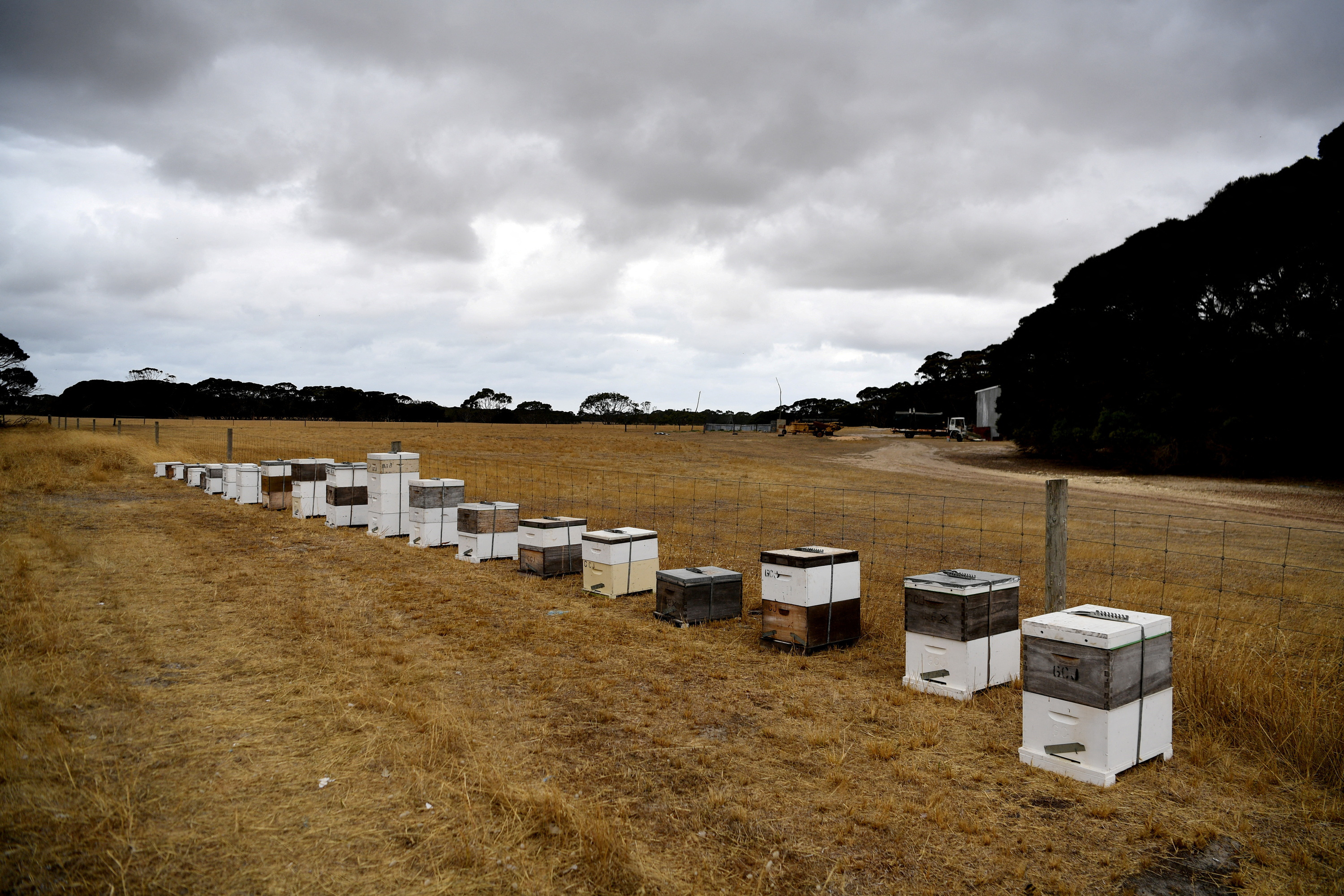 FOTO DE ARCHIVO: Colmenas de abejas en la Isla Canguro, Australia
