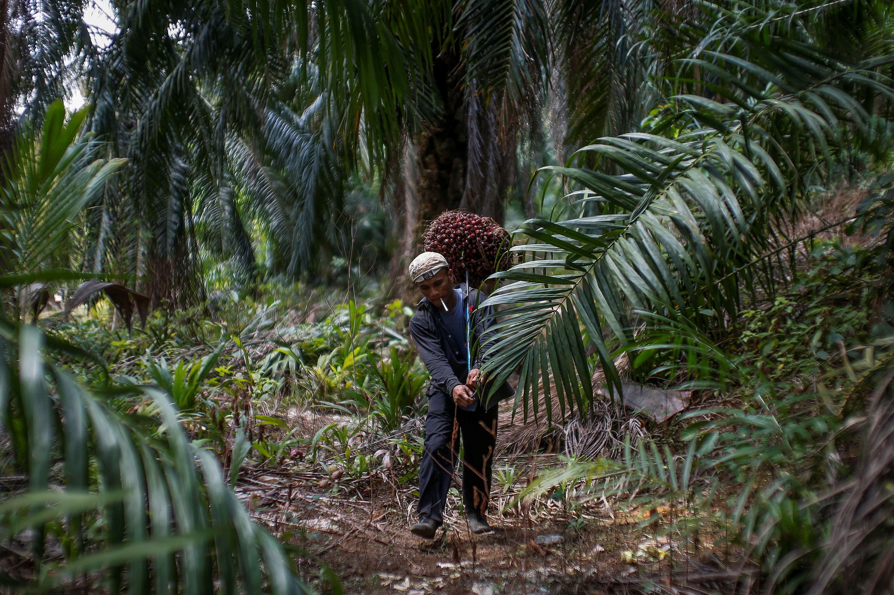Indonesian worker Abdul Rahim Gani carries oil palm fruits at Felda Bukit Cerakah in district of Klang outside Kuala Lumpur