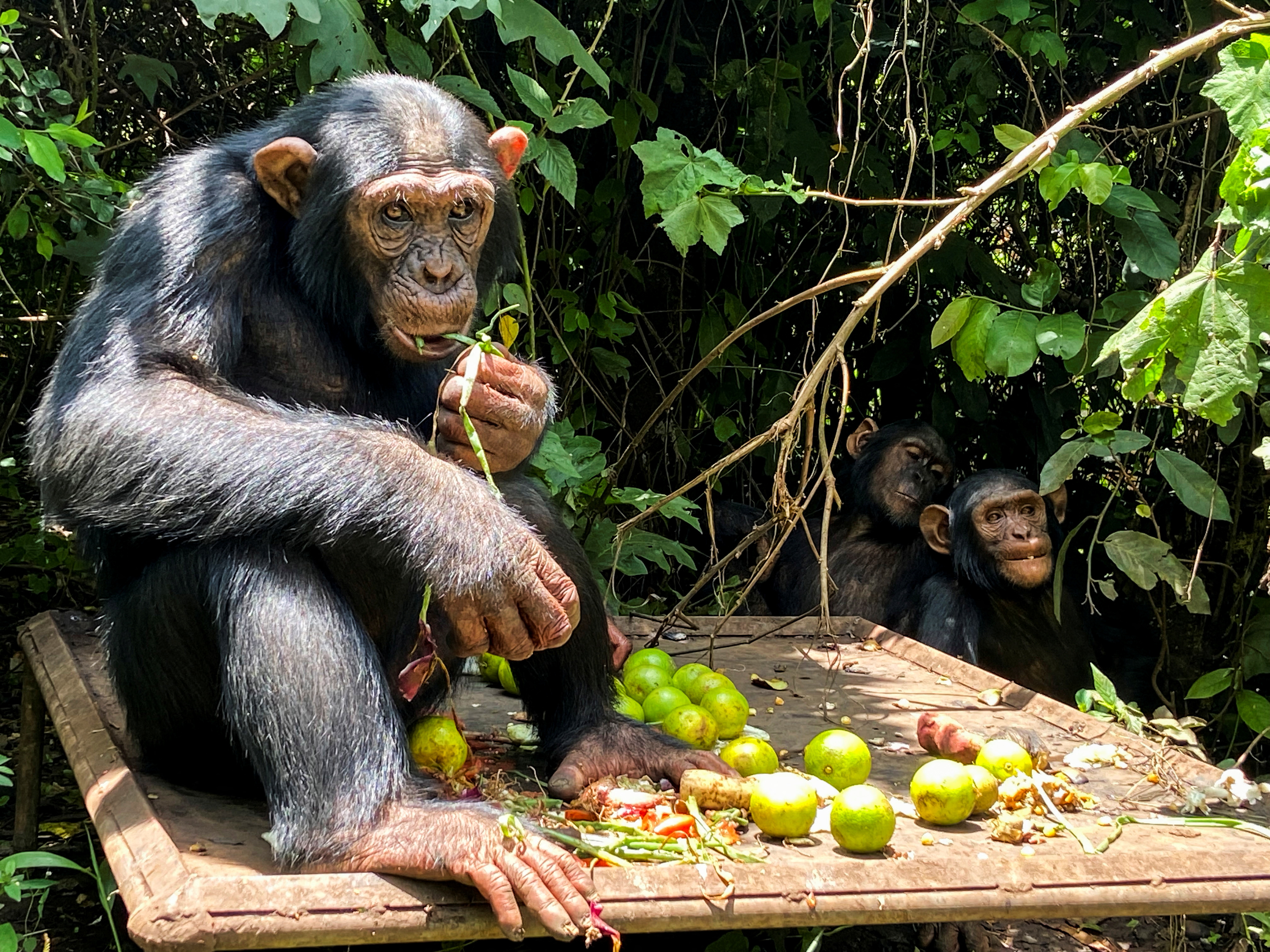 Kisangani, a chimpanzee which arrived in 2017 from Kisangani, eats at the Lwiru Primates Rehabilitation Centre, in South Kivu