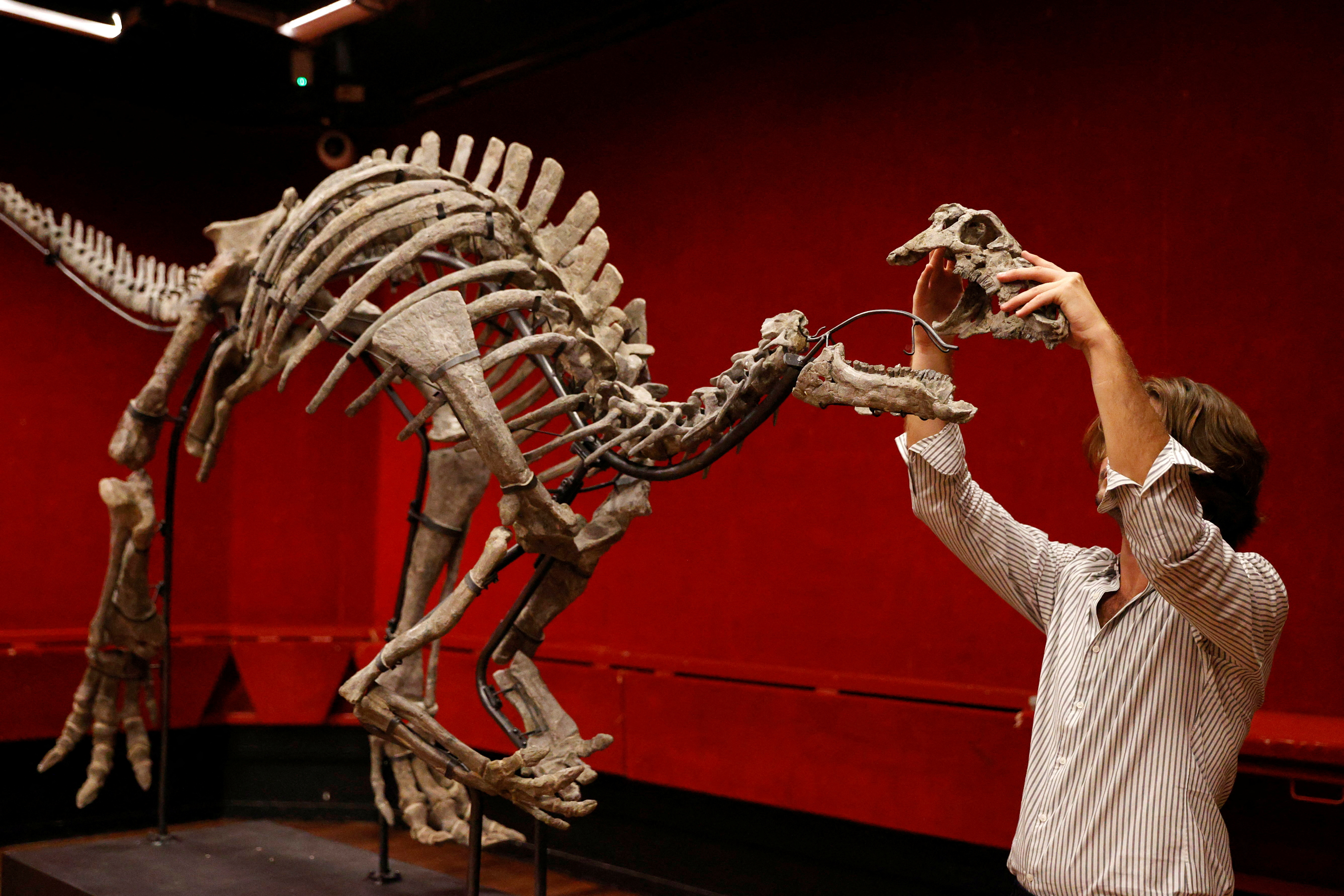 Exceptionally well-preserved dinosaur skeleton to go on auction in Paris