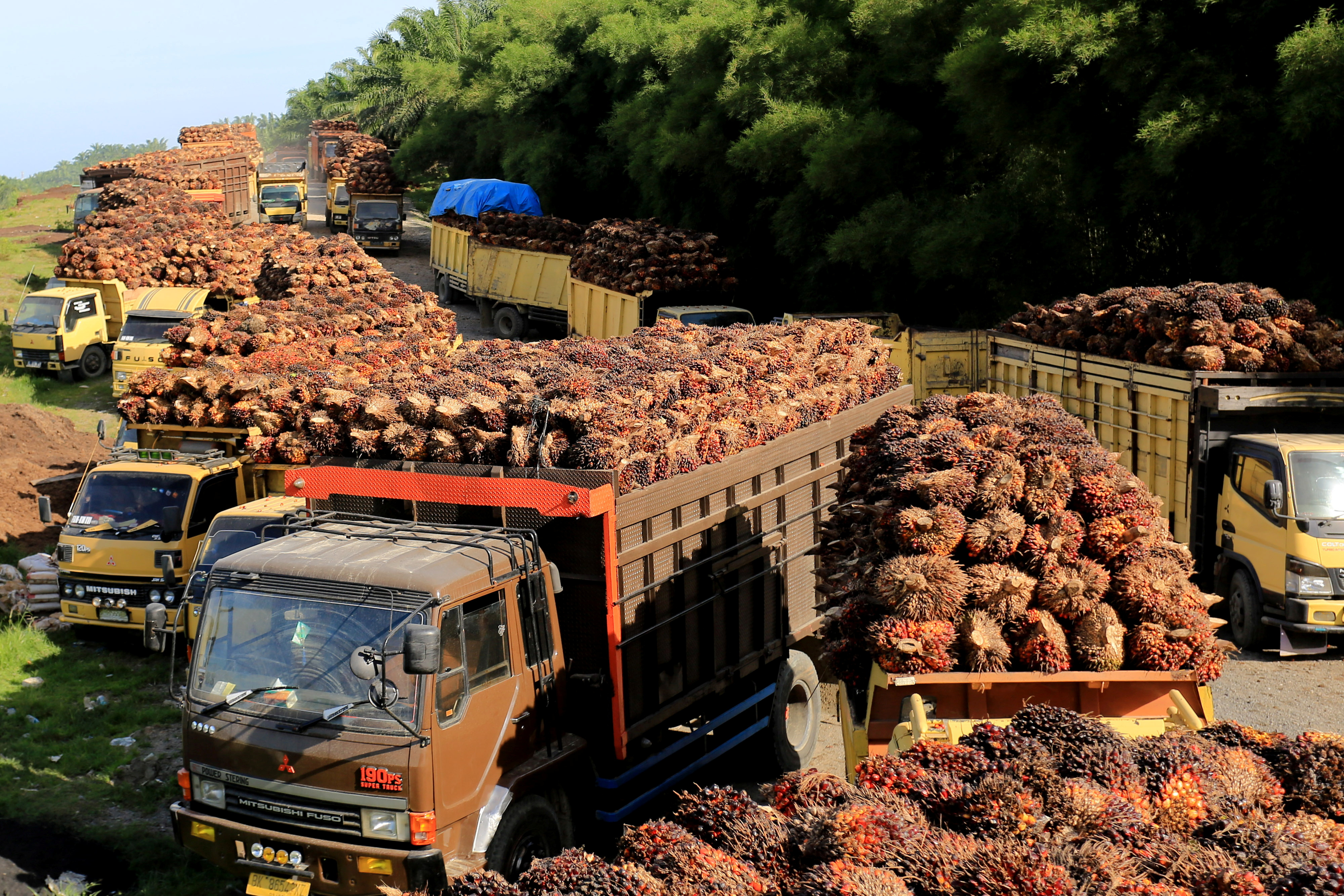 Trucks with palm oil fresh fruit bunches queue for unloading at a factory in West Aceh