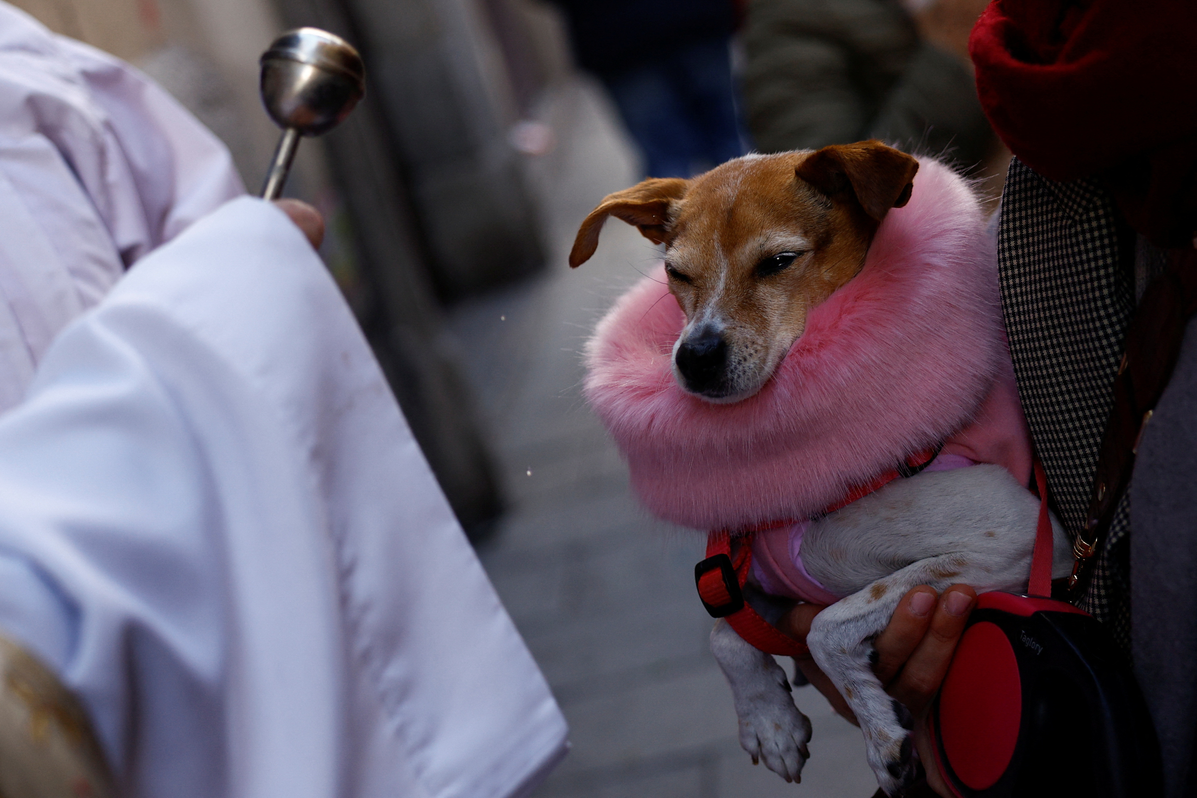 Spanish pets blessed by priests in annual ritual | Reuters