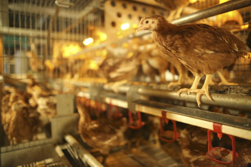 Hens are seen at a chicken farm in central Brittany, France