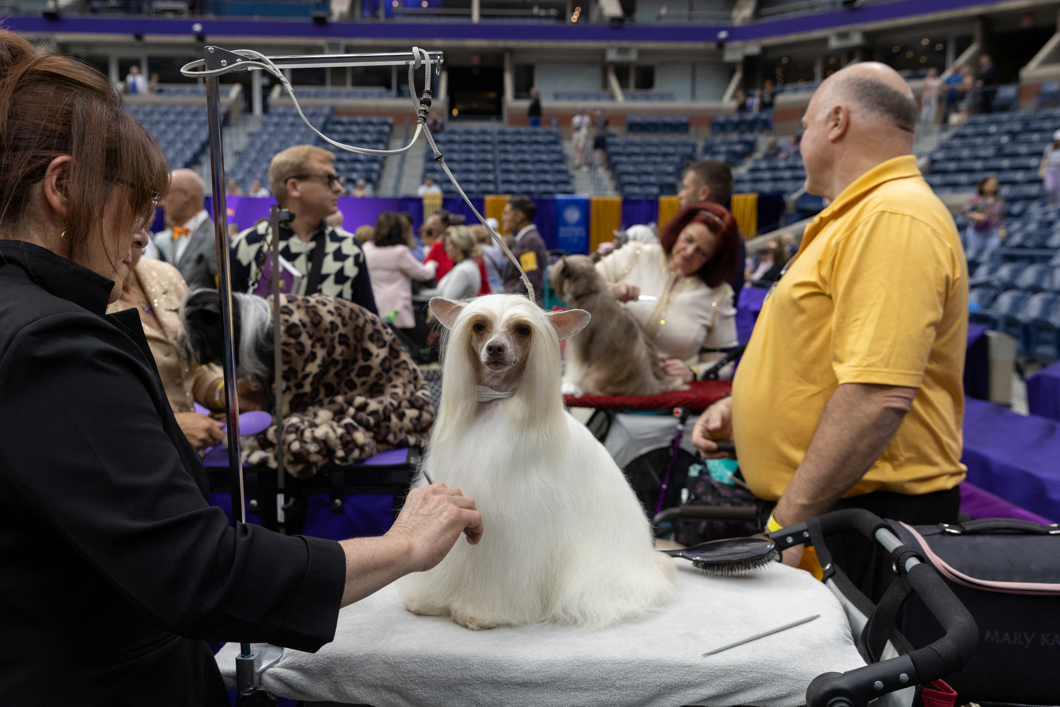 A diverse group of dogs participating in the National Dog Show 2025