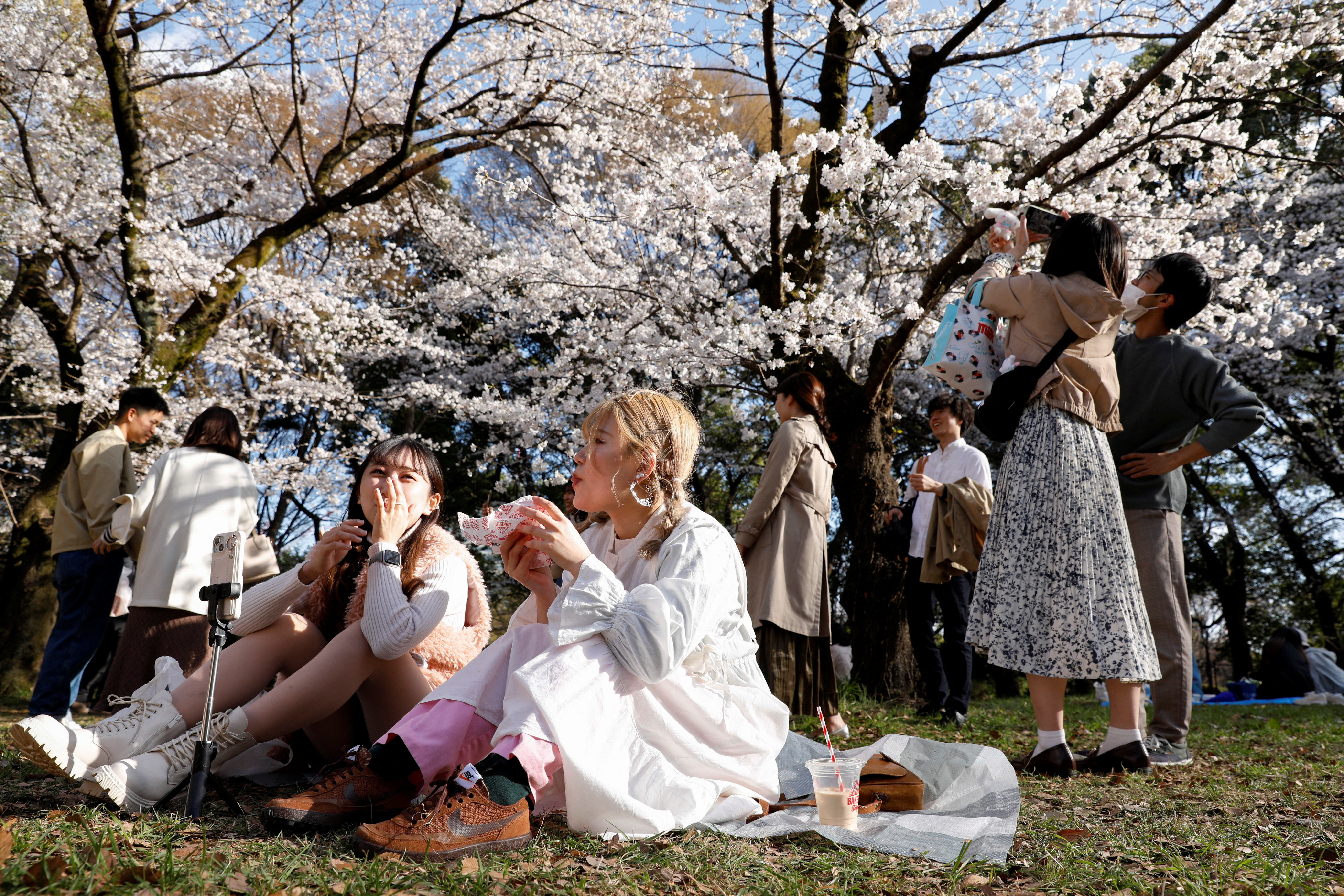 Cherry Blossoms - Japan National Tourism Organization