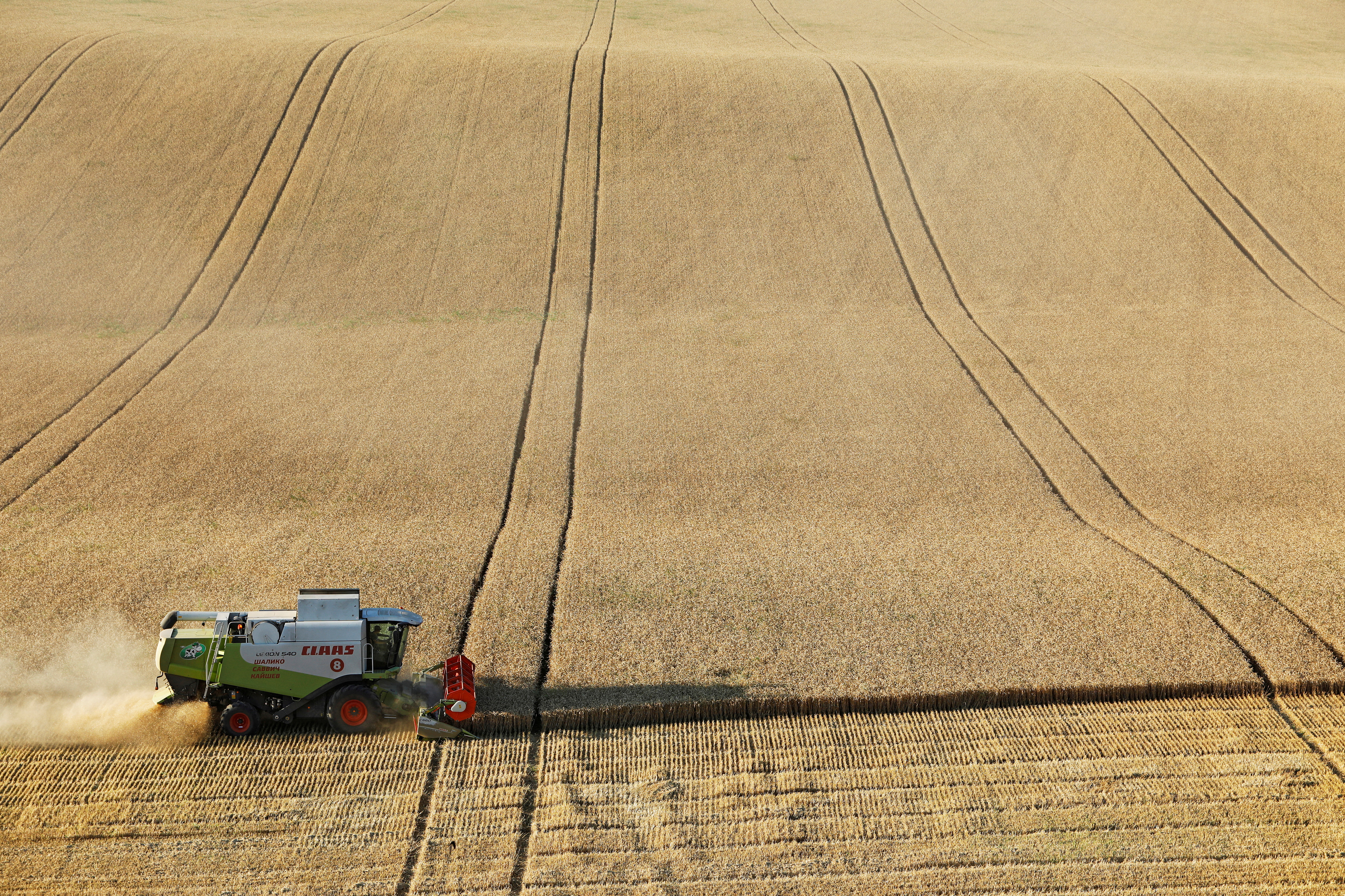 A combine harvests wheat in a field in Stavropol Region