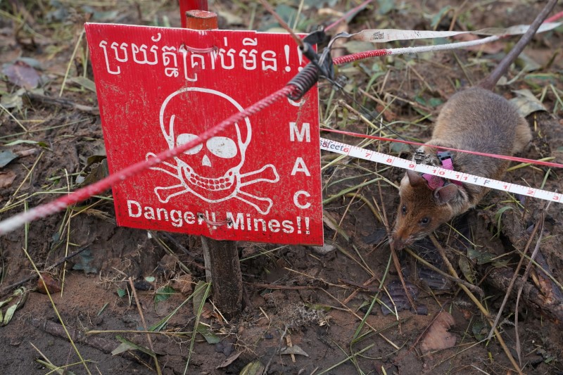 A mine detection rat sniffs for landmines in an area being demined in Preah Vihear province