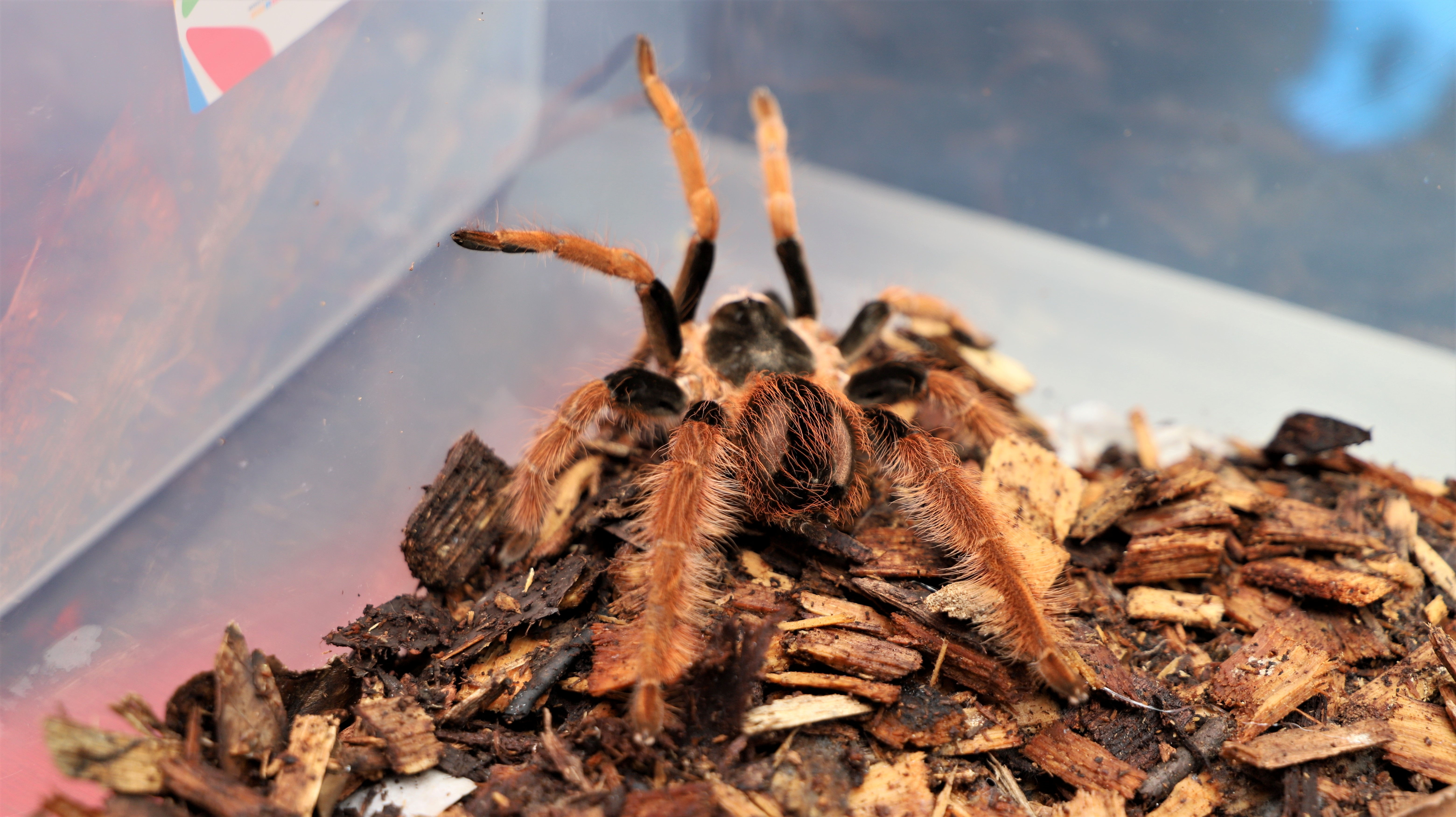 A tarantula is photographed after a seizure of animals for trafficking bound to Germany at El Dorado airport, in Bogota, Colombia December 1, 2021. Picture taken December 1, 2021. Courtesy of District Secretary of the Environment of Bogota/Handout via REUTERS