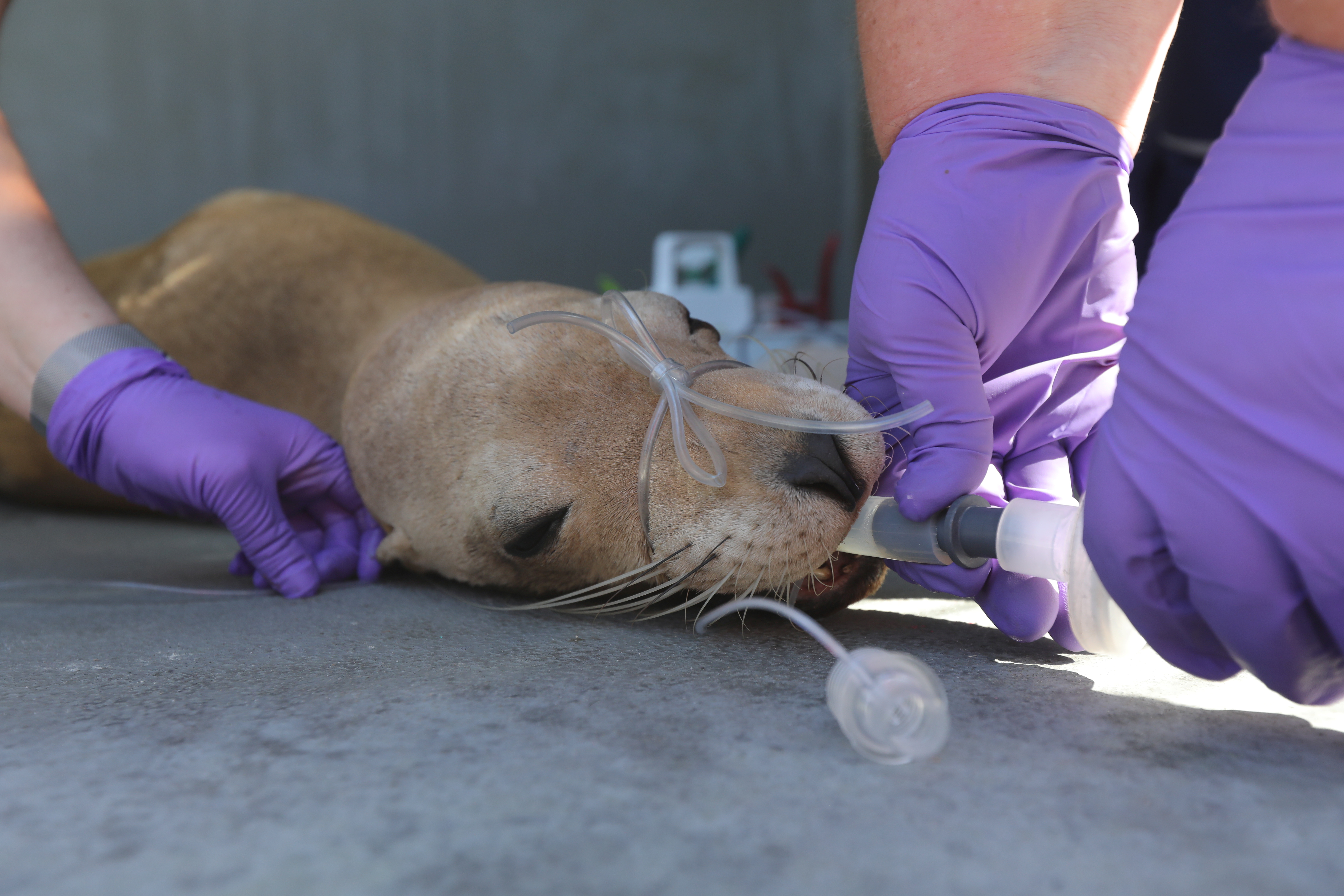 Dr. Cara Field, medical director at the Marine Mammal Center, removes tubes from a California sea lion in Sausalito