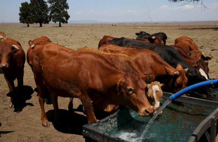 Cattle are supplied with water at a farm outside Utrecht, a small town in the northwest of KwaZulu-Natal