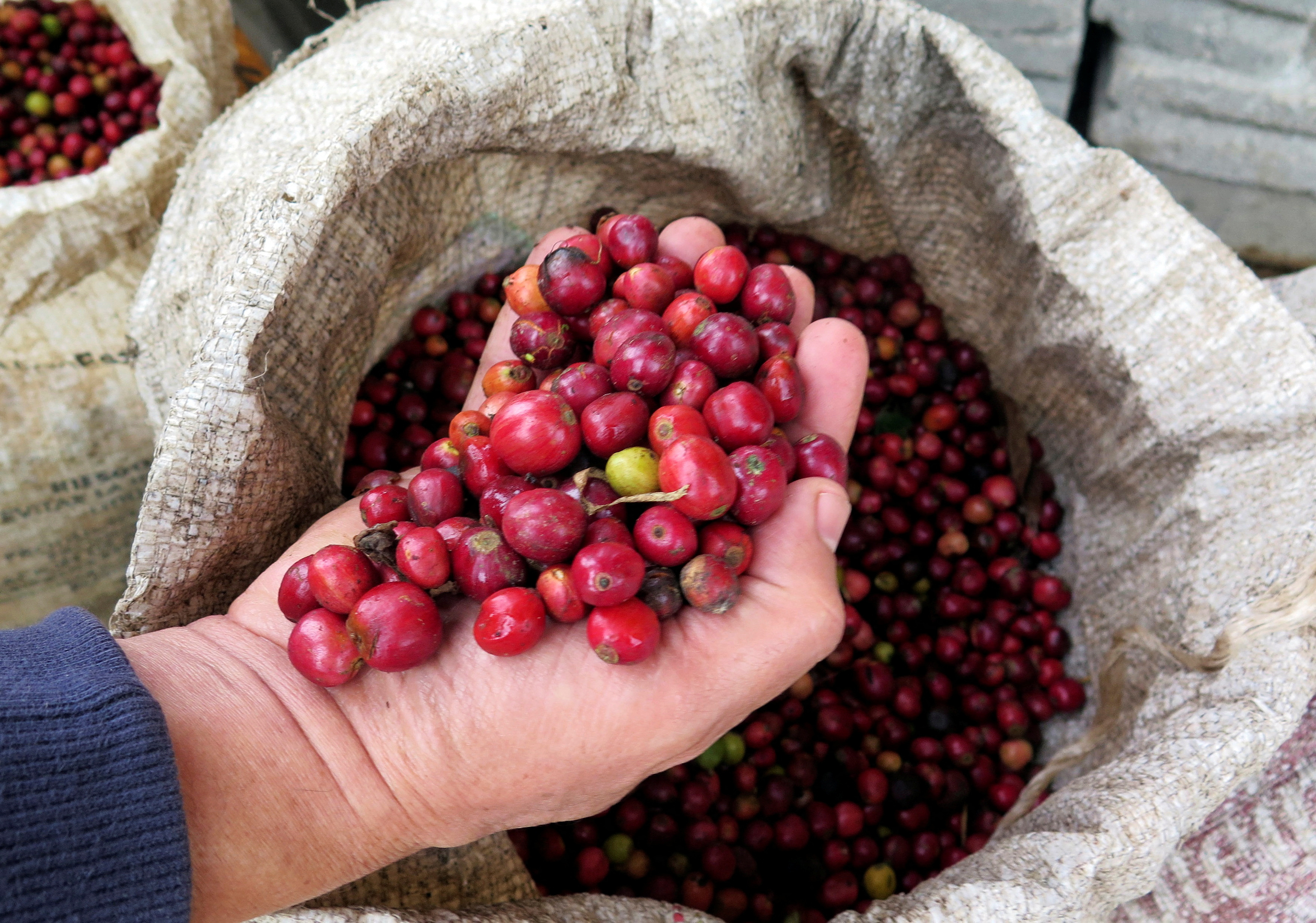 A Nestle employee holds robusta coffee beans at a farm near Chichapa, in Mexico's eastern Veracruz state