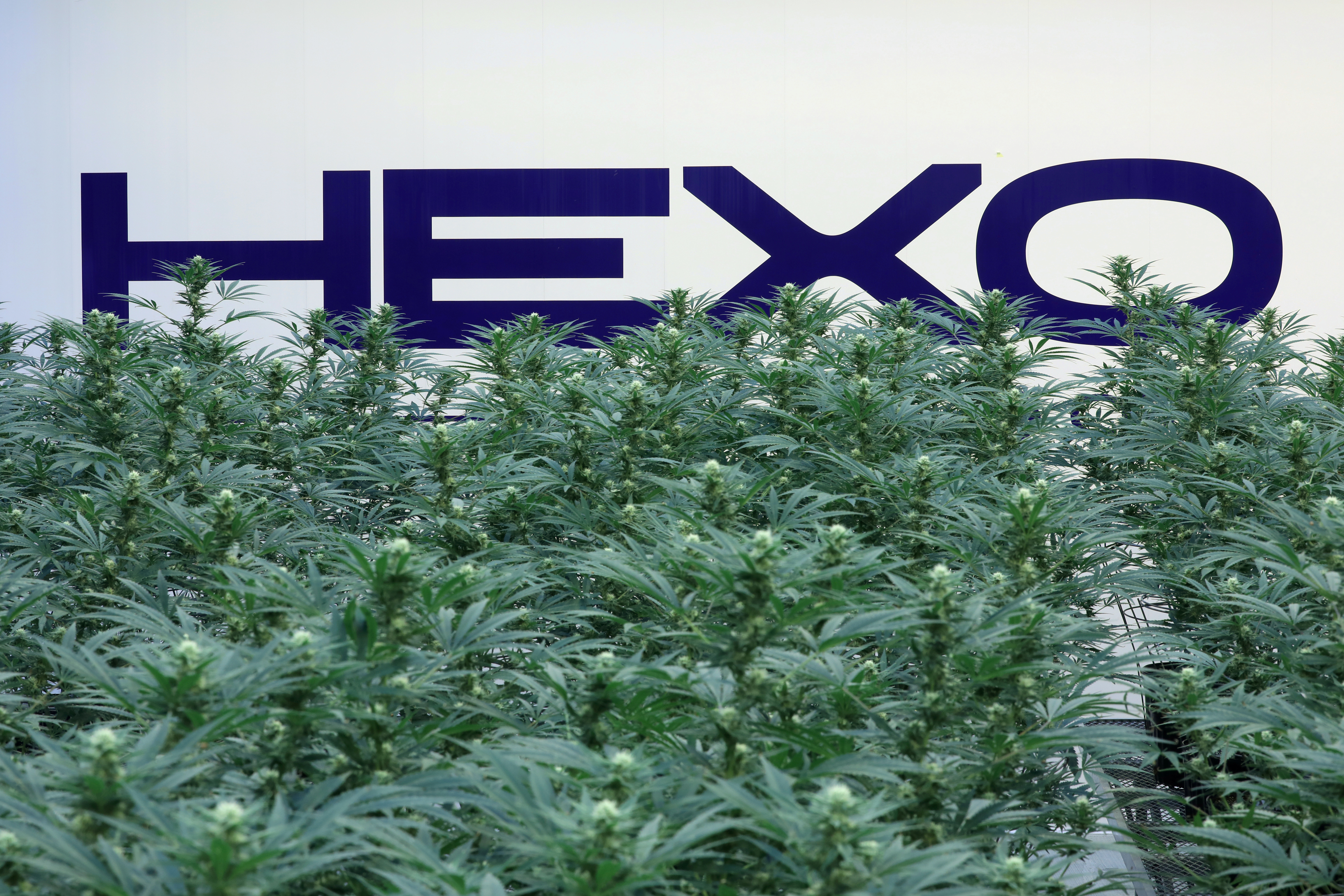 A Hexo Corp logo is pictured behind cannabis plants at their facilities in Gatineau
